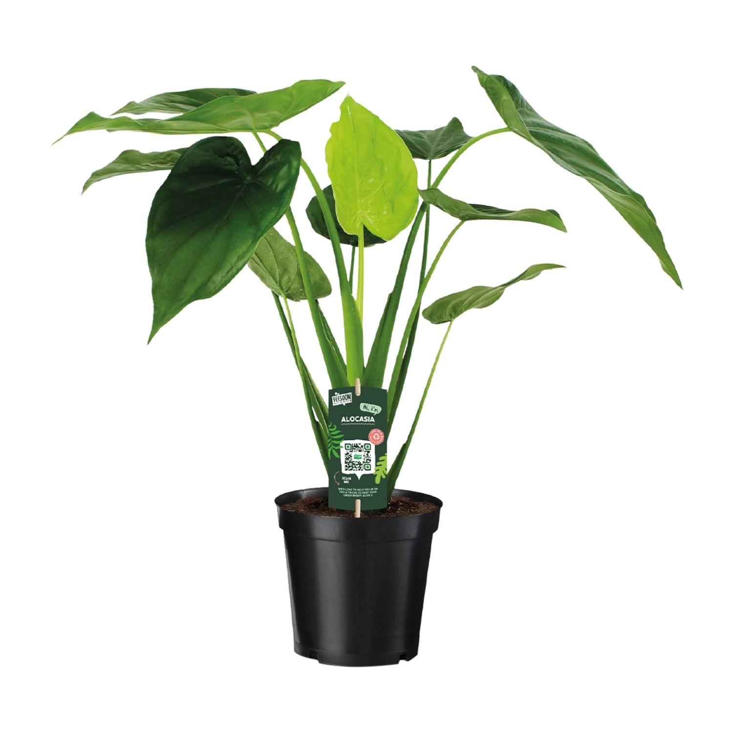 Alocasia Cucullata Elefantenohr Zimmerpflanze