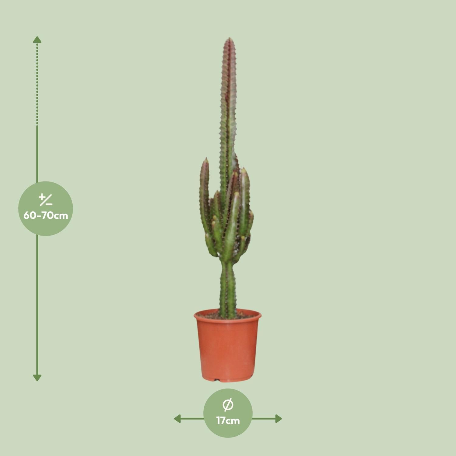 Euphorbia Trigona Rubra Zimmerpflanze