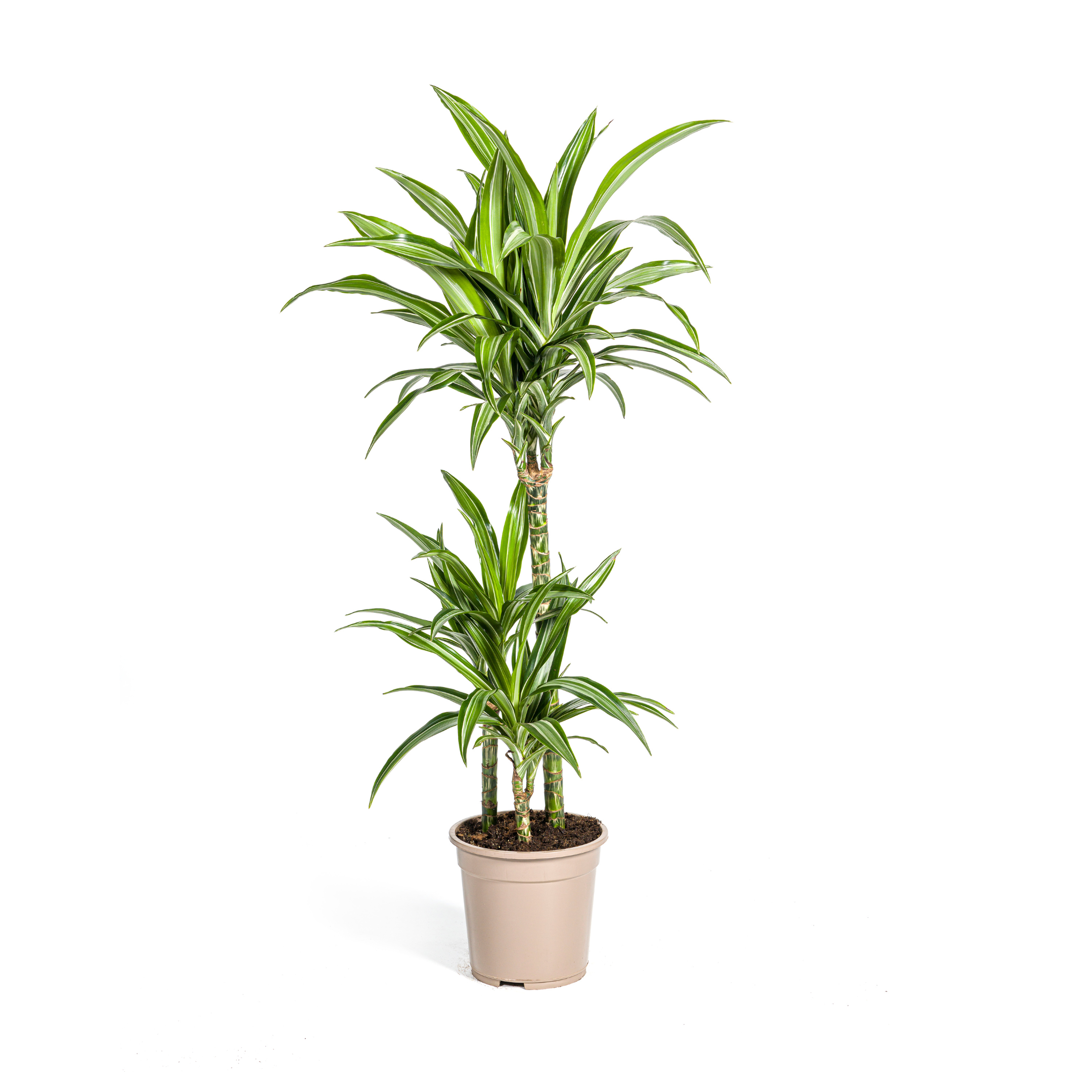 Dracaena Deremensis White Stripe | Ø21cm | 90-110cm Hoch