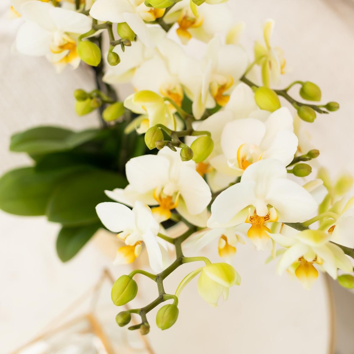 Weiße Phalaenopsis Orchidee Lausanne