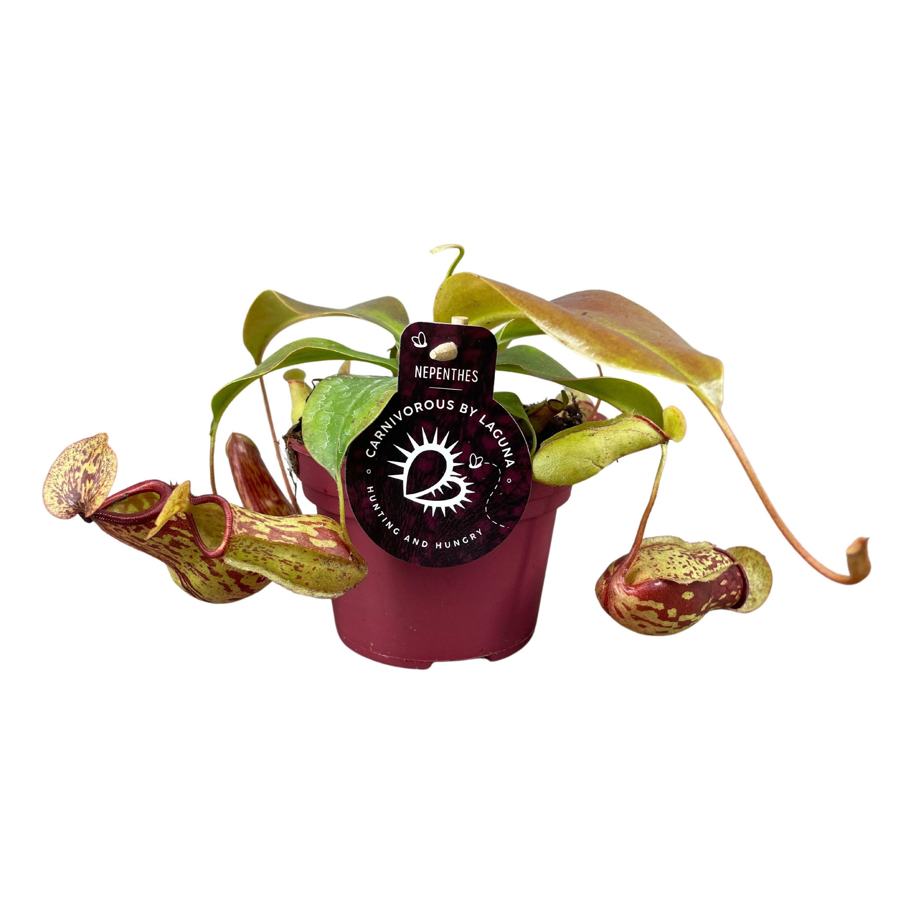 Nepenthes Gaya Kannenpflanze in Topf