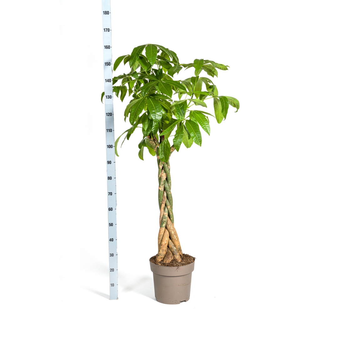 Pachira Aquatica Ø30cm – Höhe 160-180cm | Topfgröße | Pflegeleicht