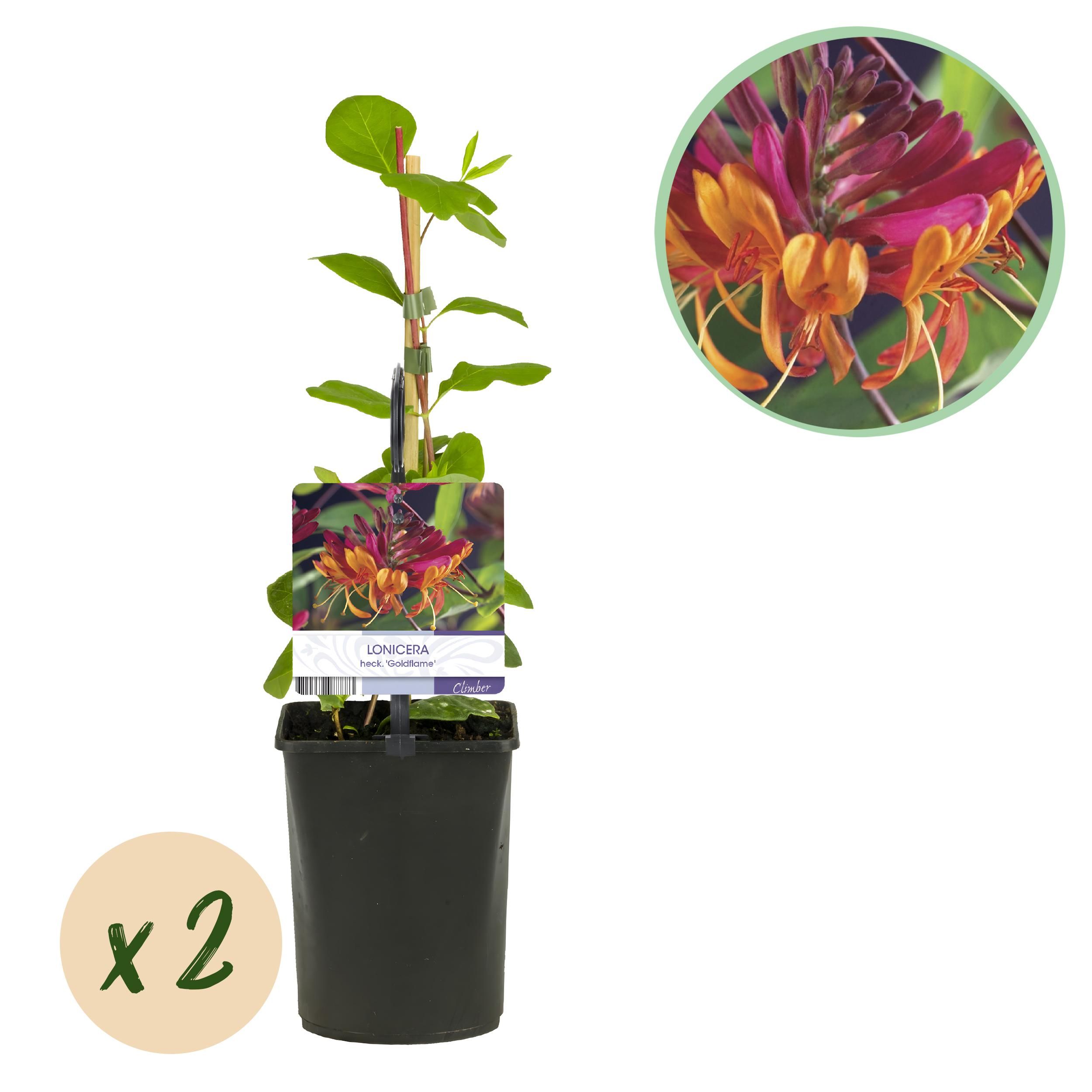 Geißblatt Goldflame | Rosa-Gelbe Blüten | Wenig Pflege | 2 Pflanzen