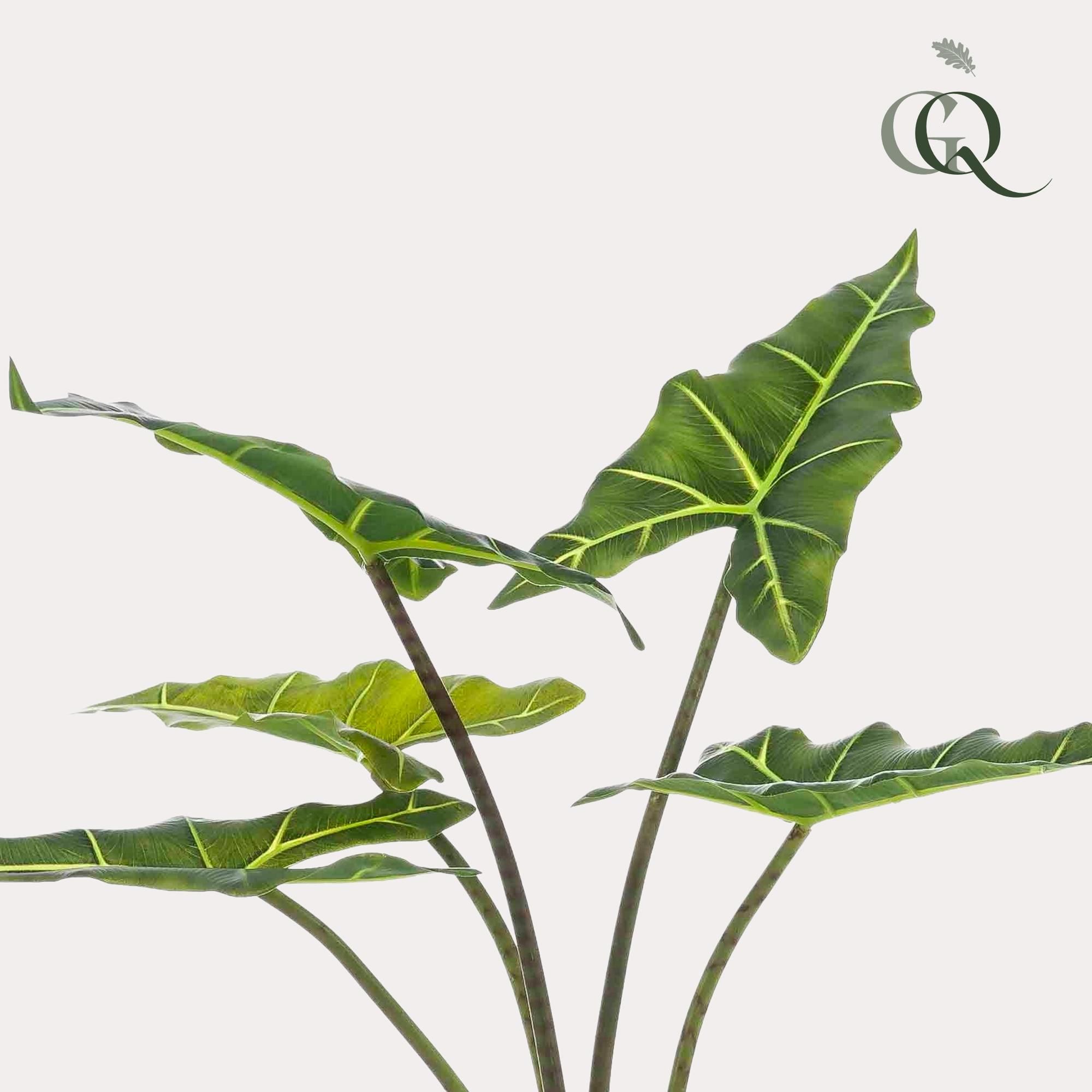 Kunstpflanze Alocasia Frydek 80 cm