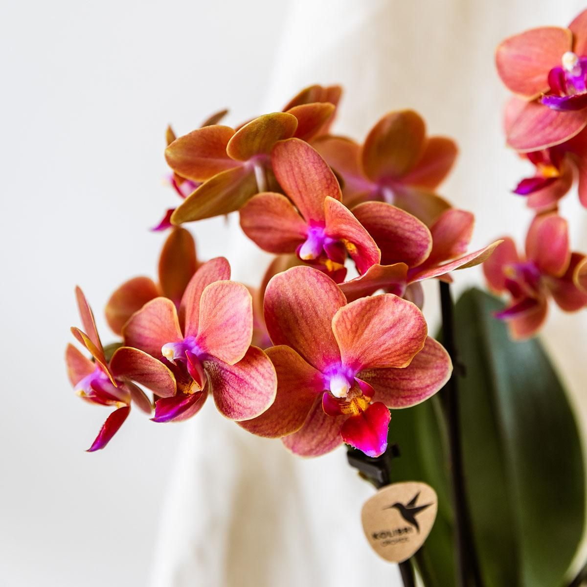 Orange Orchidee Bolzano – Blühende Zimmerpflanze – Topf Ø9cm