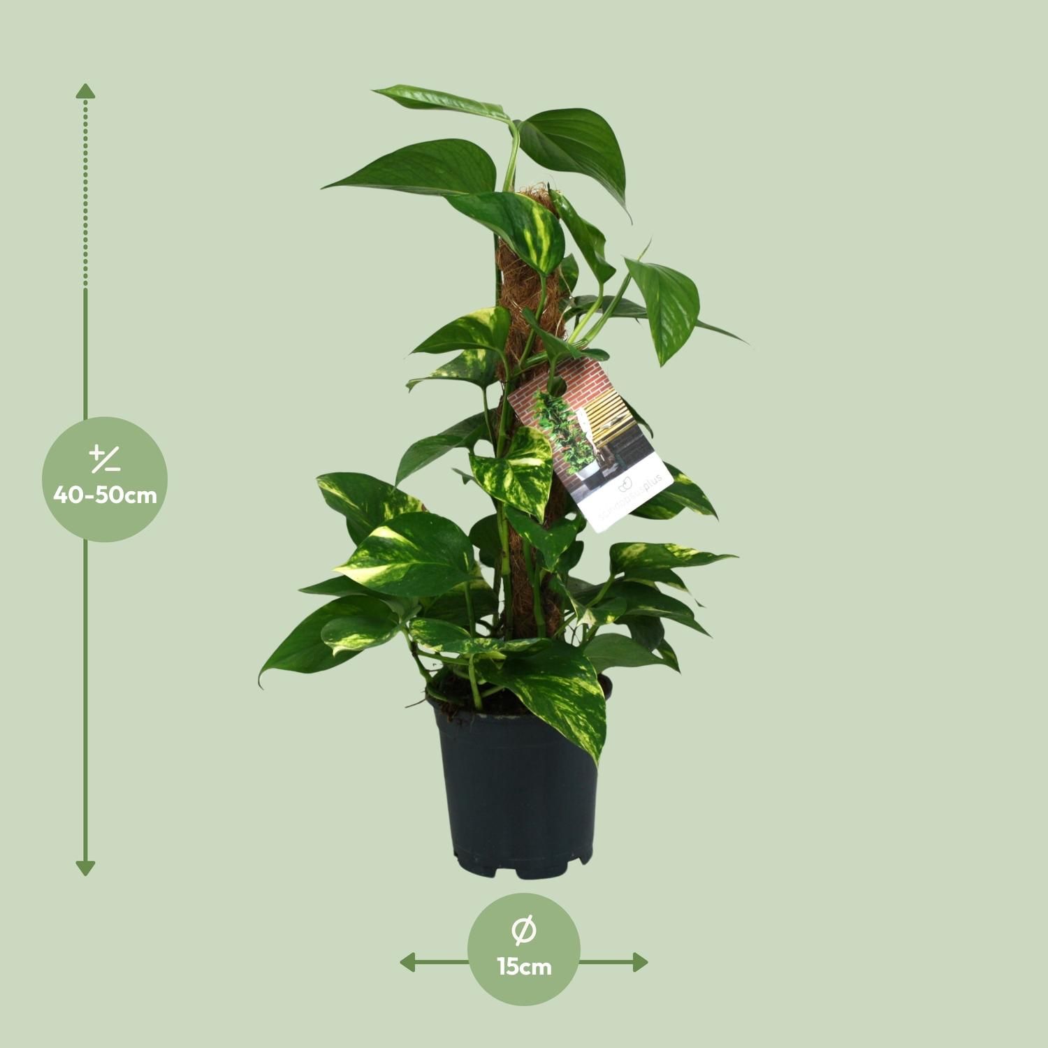 Scindapsus Epipremnum Zimmerpflanze mit üppigem Laub