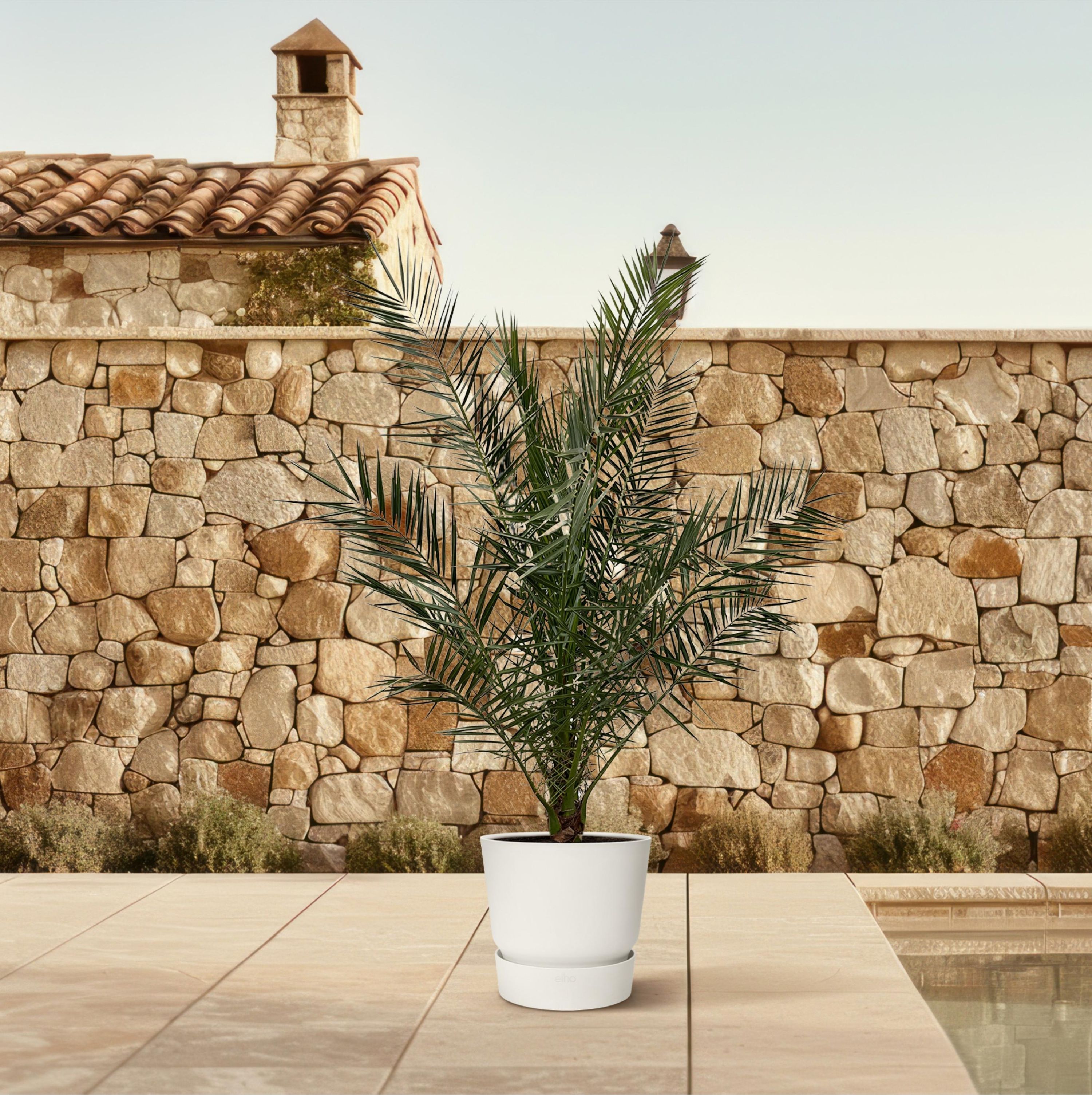 Kanarische Dattelpalme Phoenix Canariensis