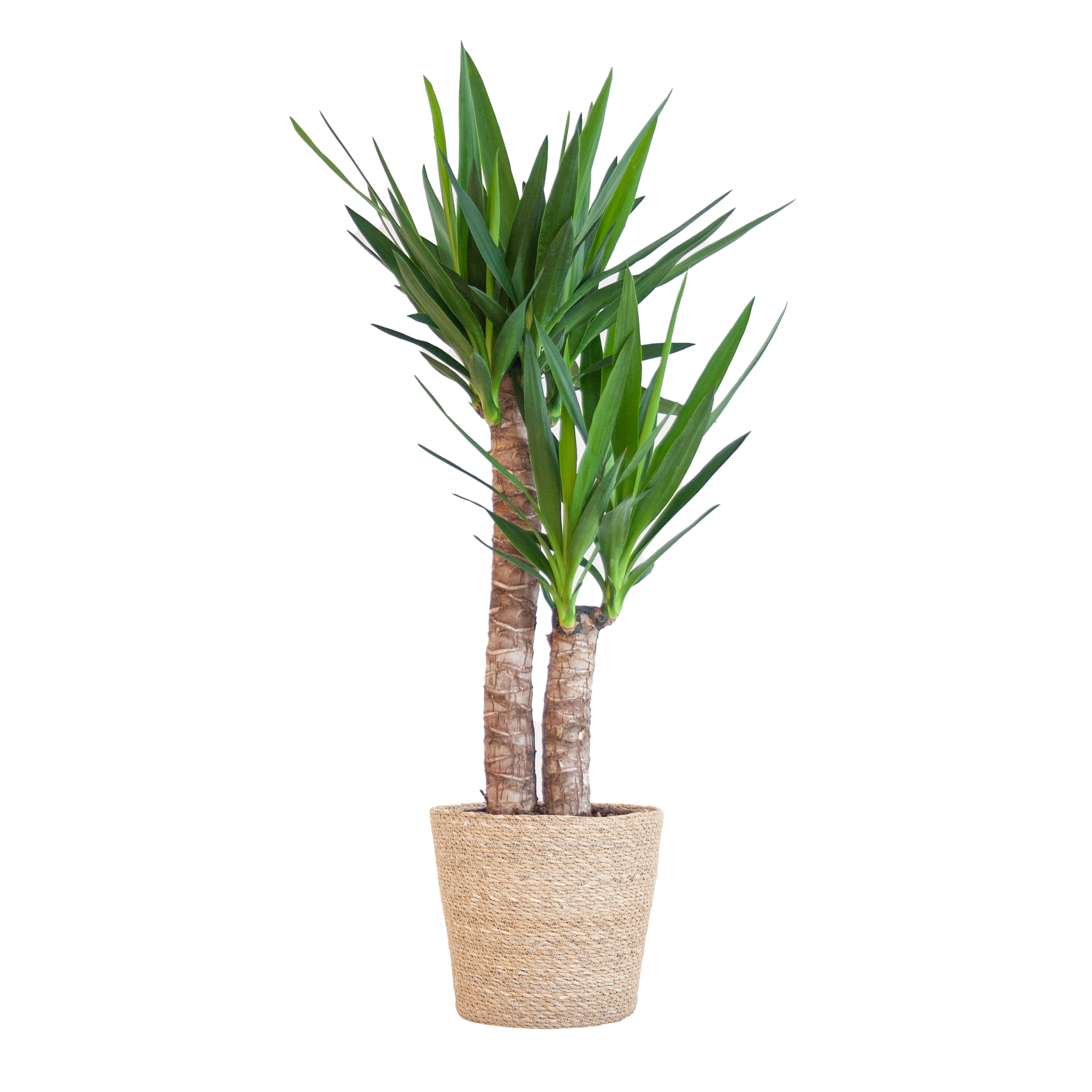 Yucca Elephantipes – 90cm – mit Korb Natur