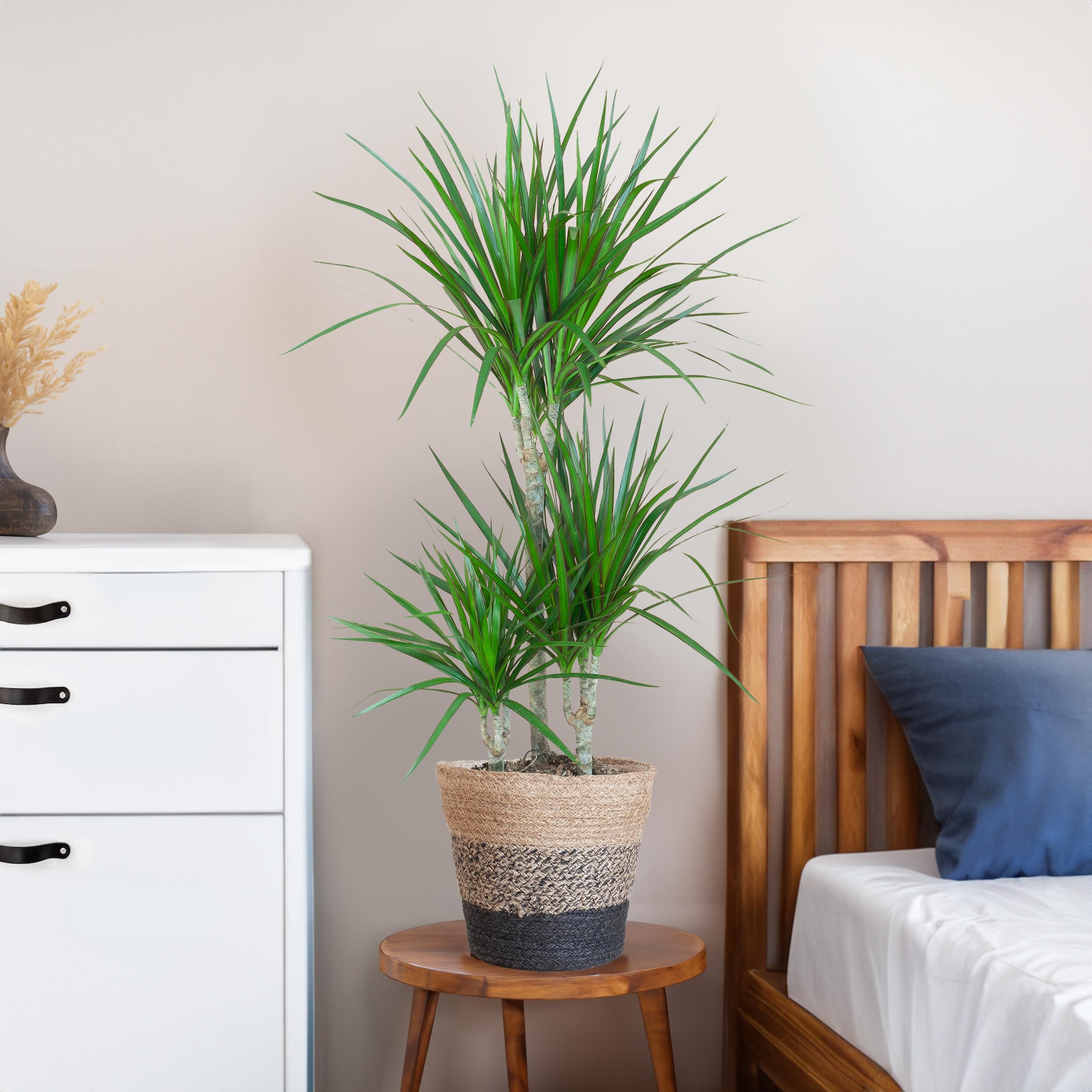 Dracaena Marginata Zimmerpflanze mit Lissabon Korb