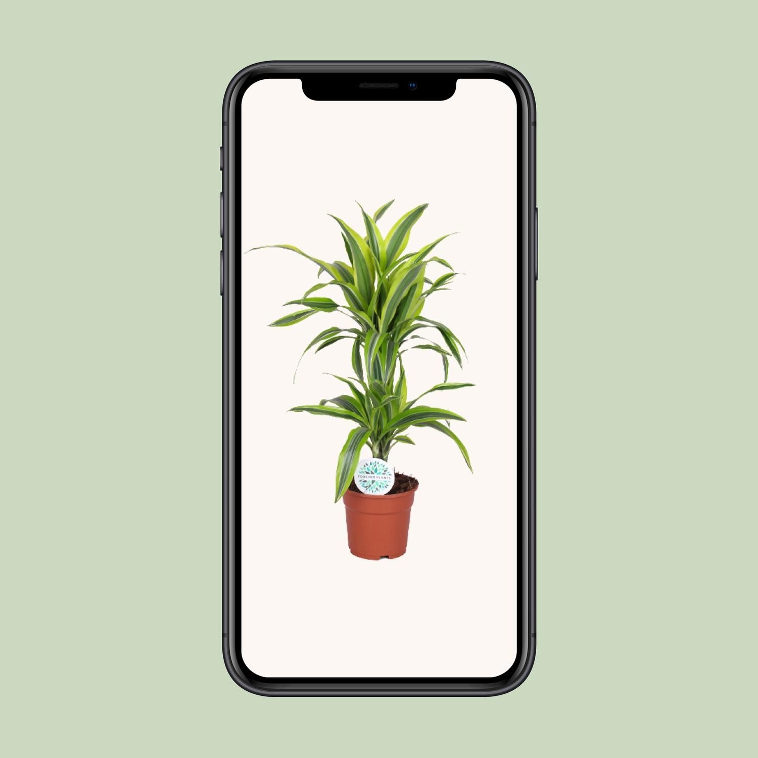 Dracaena Lemon Lime - Lebendige Zimmerpflanze mit Luftreinigender Wirkung