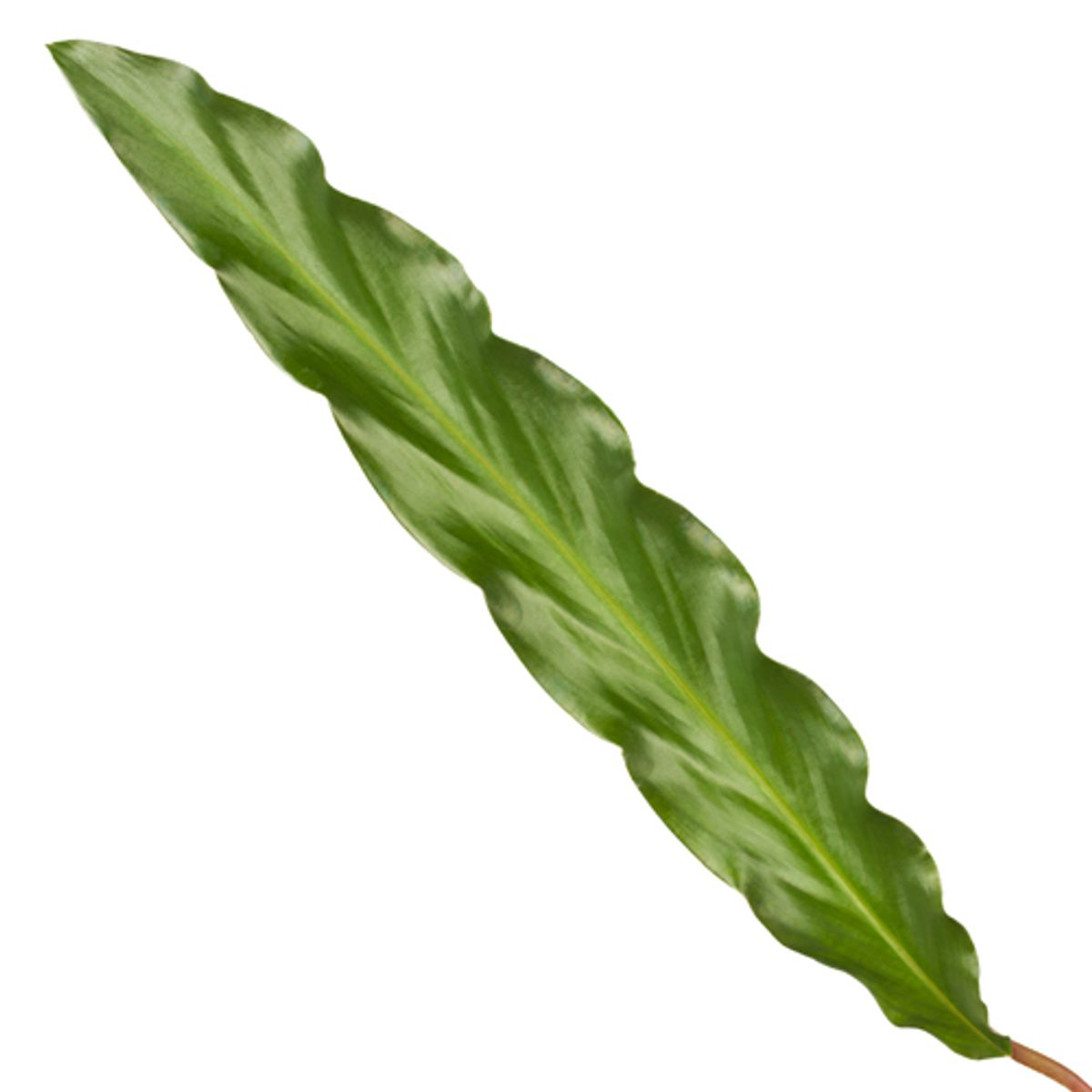 Calathea Elgergrass Zimmerpflanze