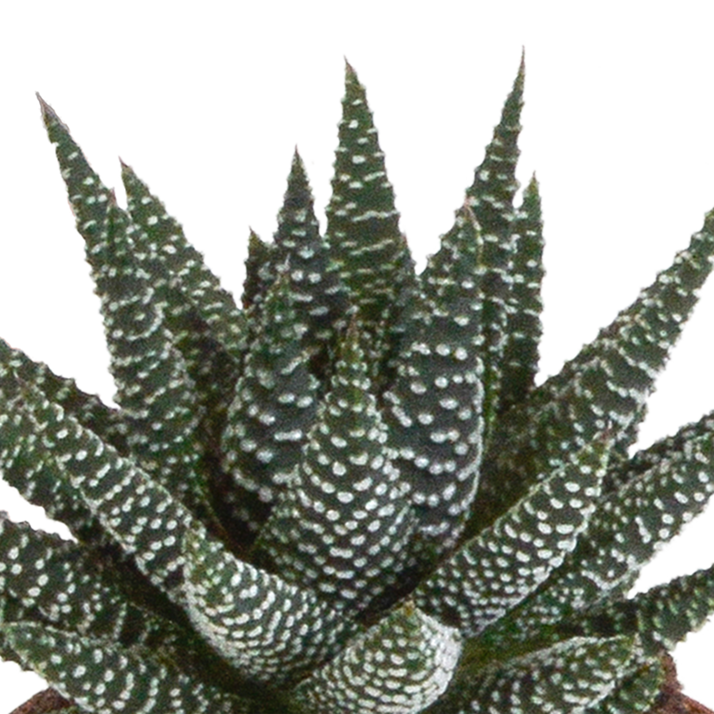 Gasteria Haworthia Mix Pflegeleichte Sukkulenten