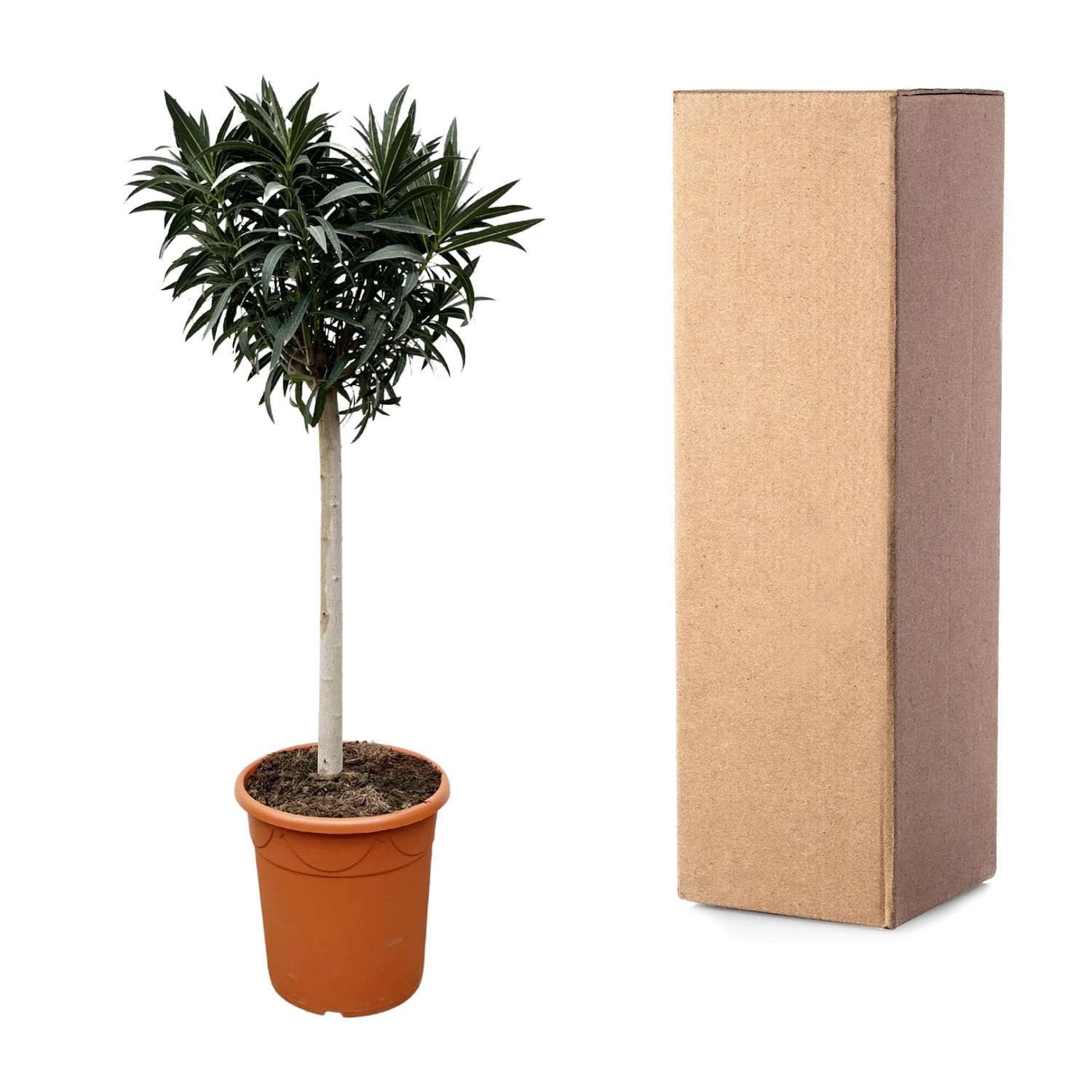 Nerium Oleander Stamm mit rosa Blüte