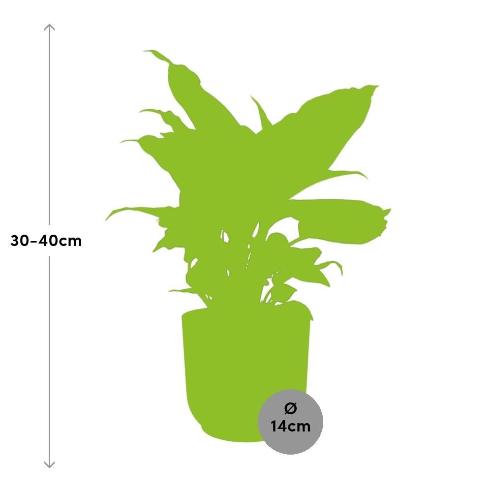 Dieffenbachia Zimmerpflanze im gelben ELHO Übertopf