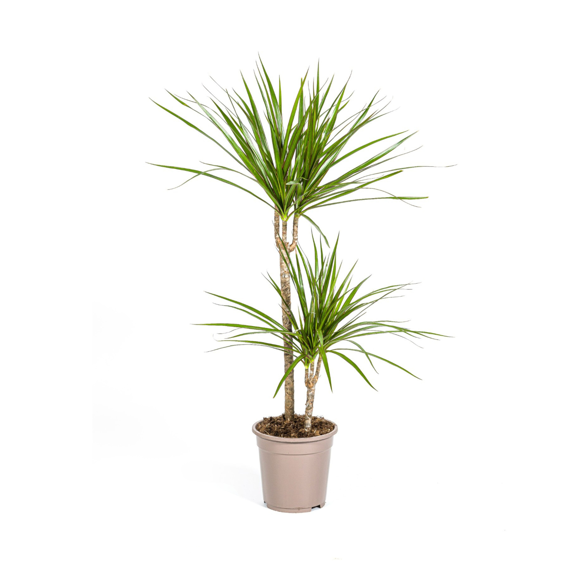 Dracaena Marginata Green - Ø19cm Topf - 70-90cm Höhe