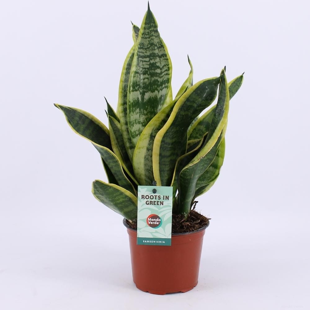 Sansevieria Futura Superba Zimmerpflanze