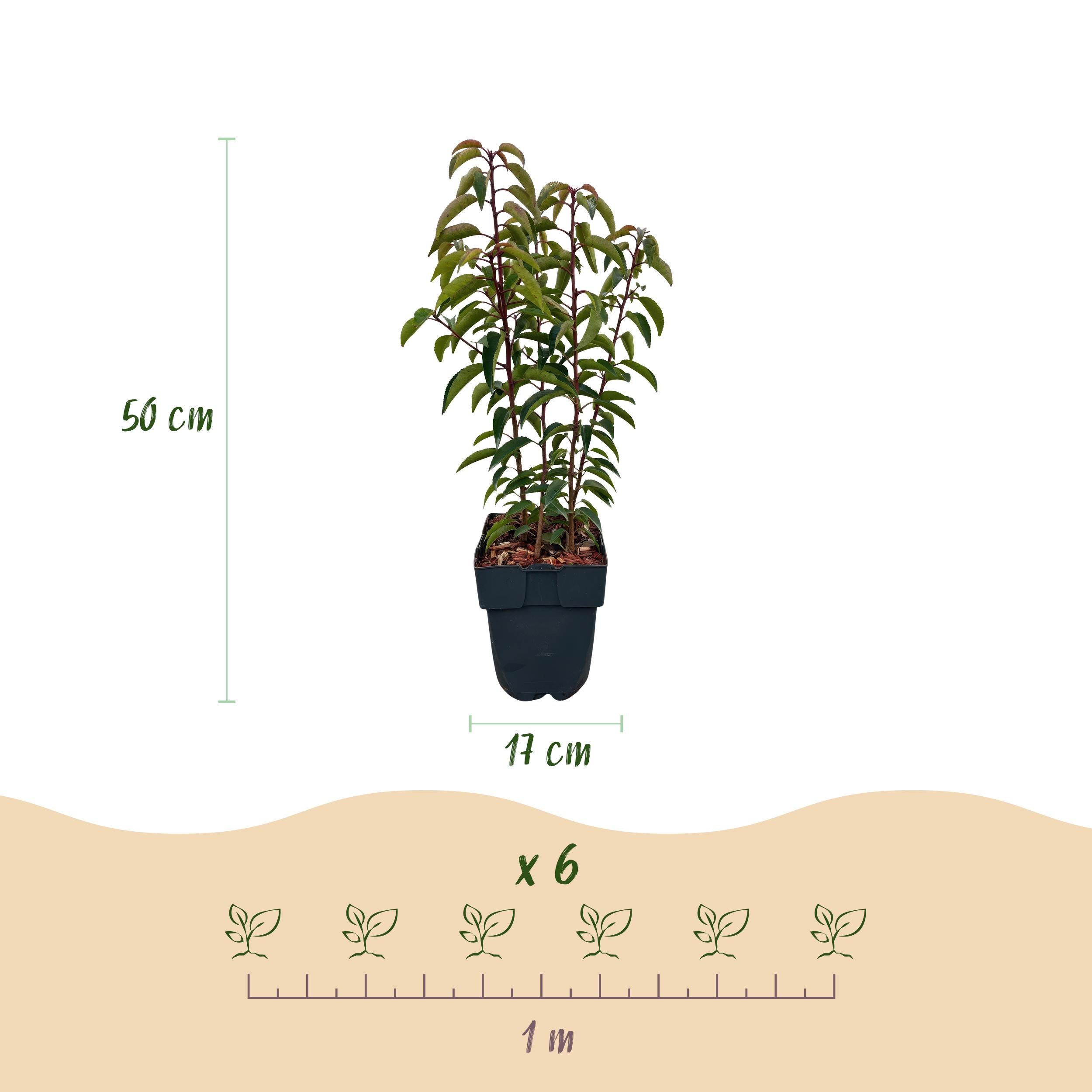 Prunus lusitanica Angustifolia Immergrün Heckenpflanzen – 6 Pflanzen für 1 Meter Hecke