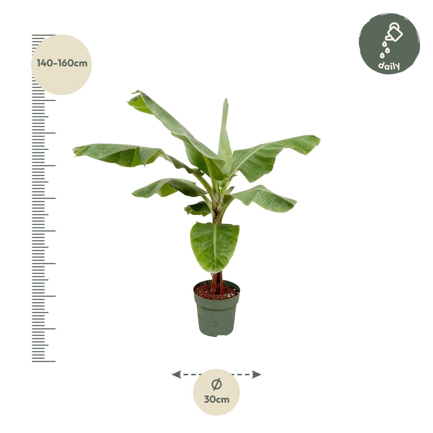 Bananenpflanze (Musa) – Exotisch | Pflegeleicht | 170cm hoch – Ø30 Topf