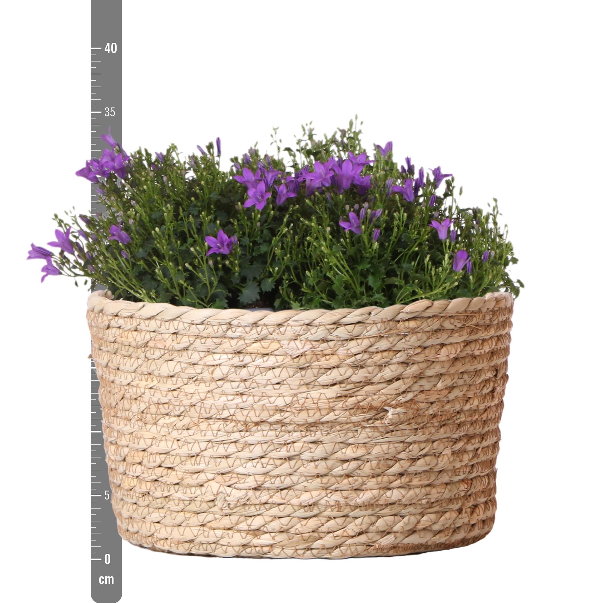 Klokjesblumen Lila – 3 Stück – mit Bewässerungssystem – Indoor & Outdoor – Topf 12cm