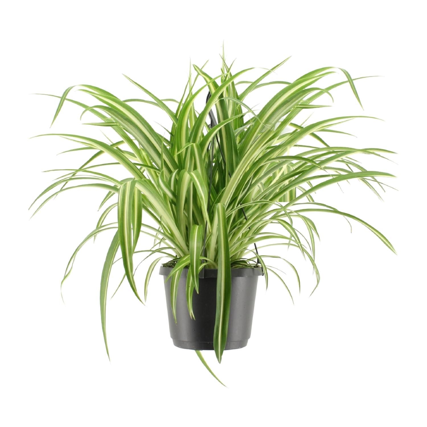 Chlorophytum Comosum Variegatum Spinnenpflanze