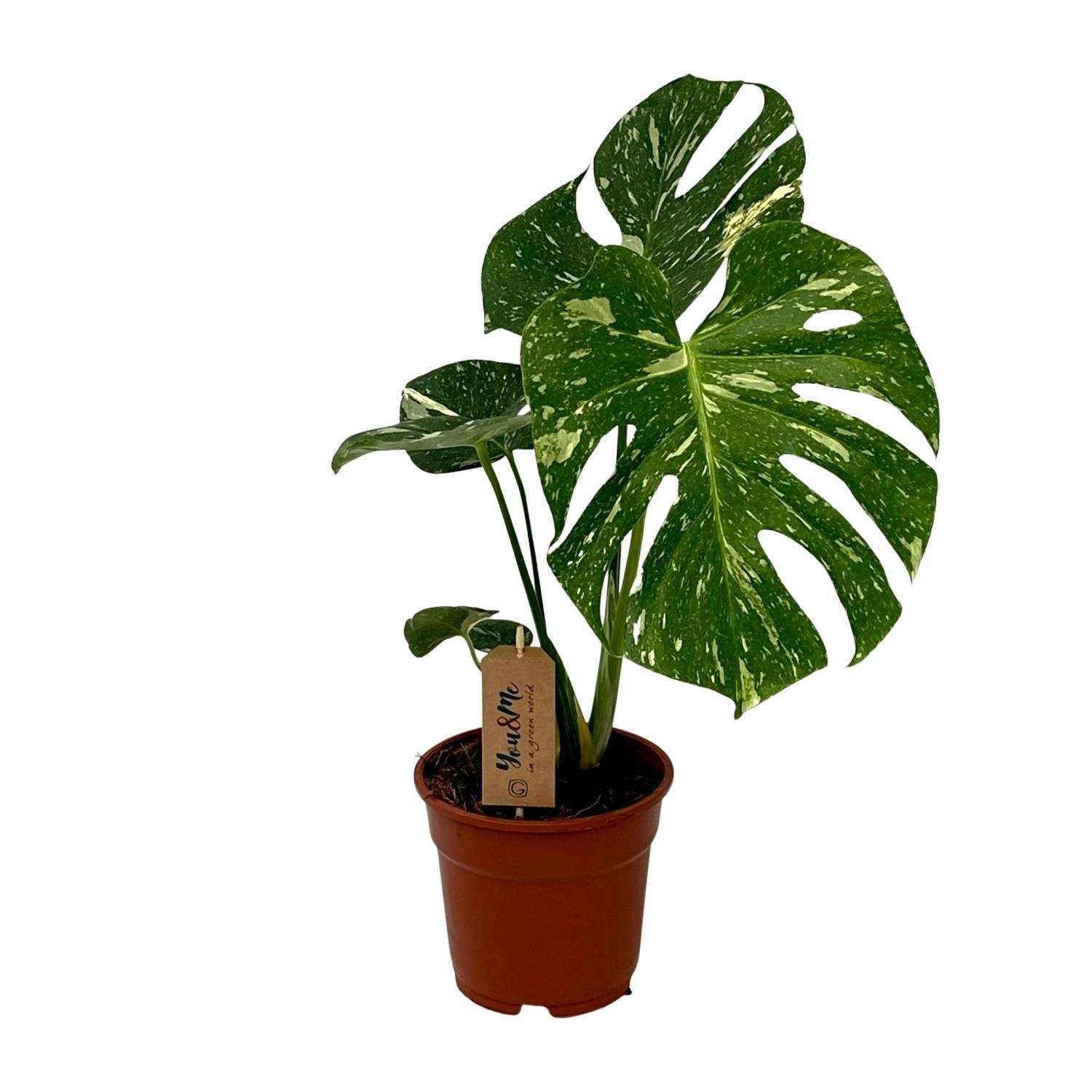Monstera Deliciosa Zimmerpflanze