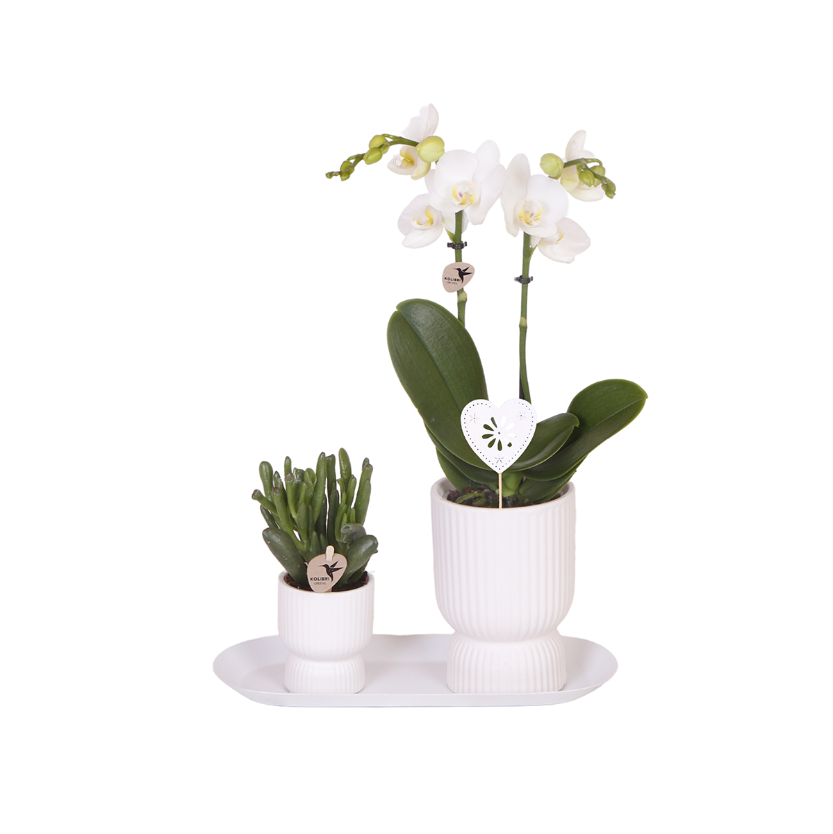 Pflanzenset Silbertablett – 2 Grünpflanzen, 1 weiße Phalaenopsis Orchidee – inkl. weiße Übertöpfe