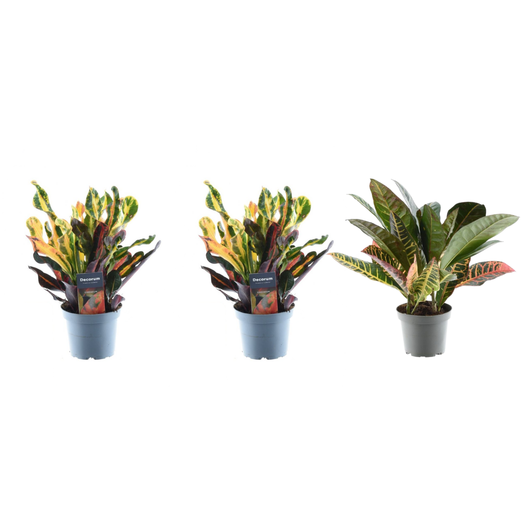 3er Set Croton Codiaeum Mix | 30 cm Höhe | Ø 12 cm Topf
