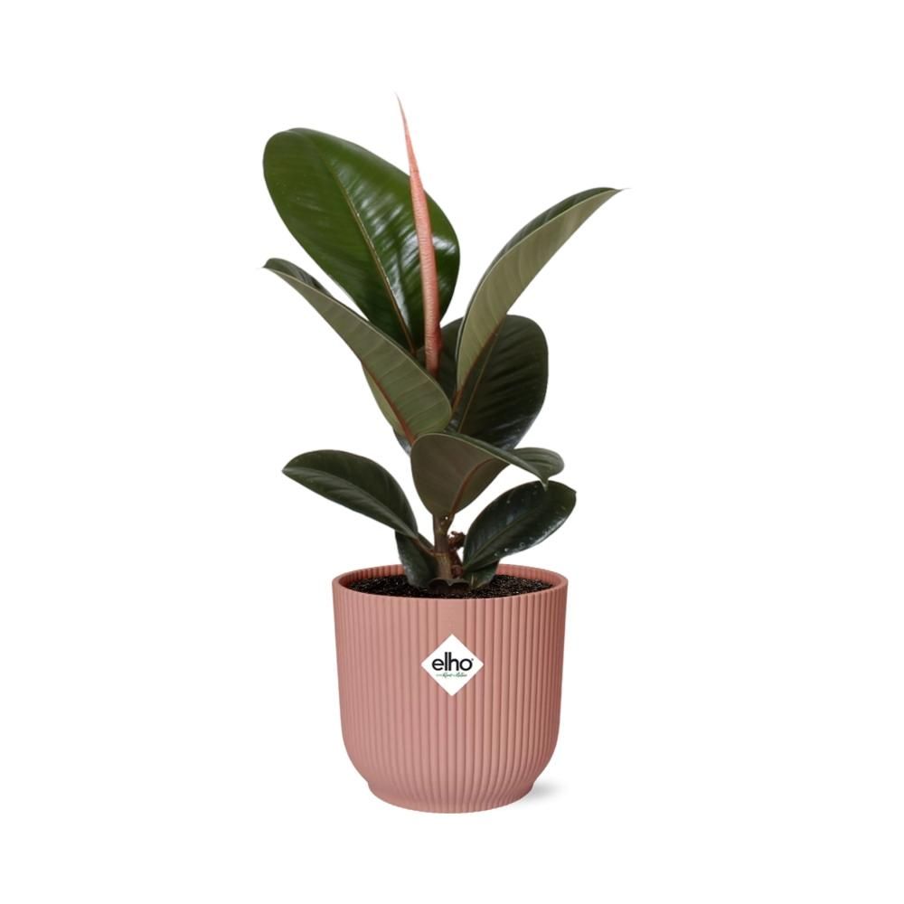 Ficus Elastica Robusta Zimmerpflanze in ELHO Vibes Fold Topf