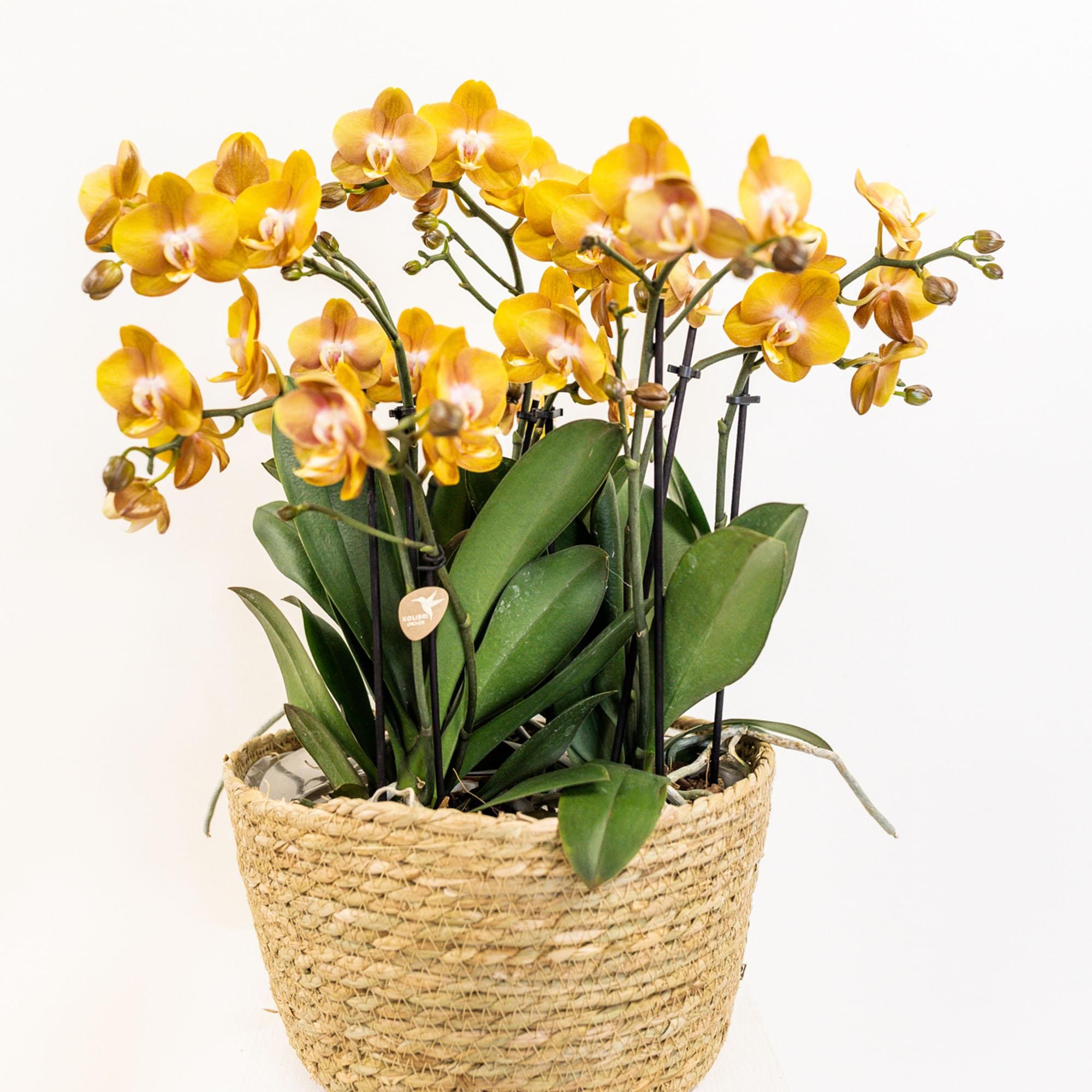 Orchideen Wassereinlage mit Wasserreservoir für Kolibri Bouquet