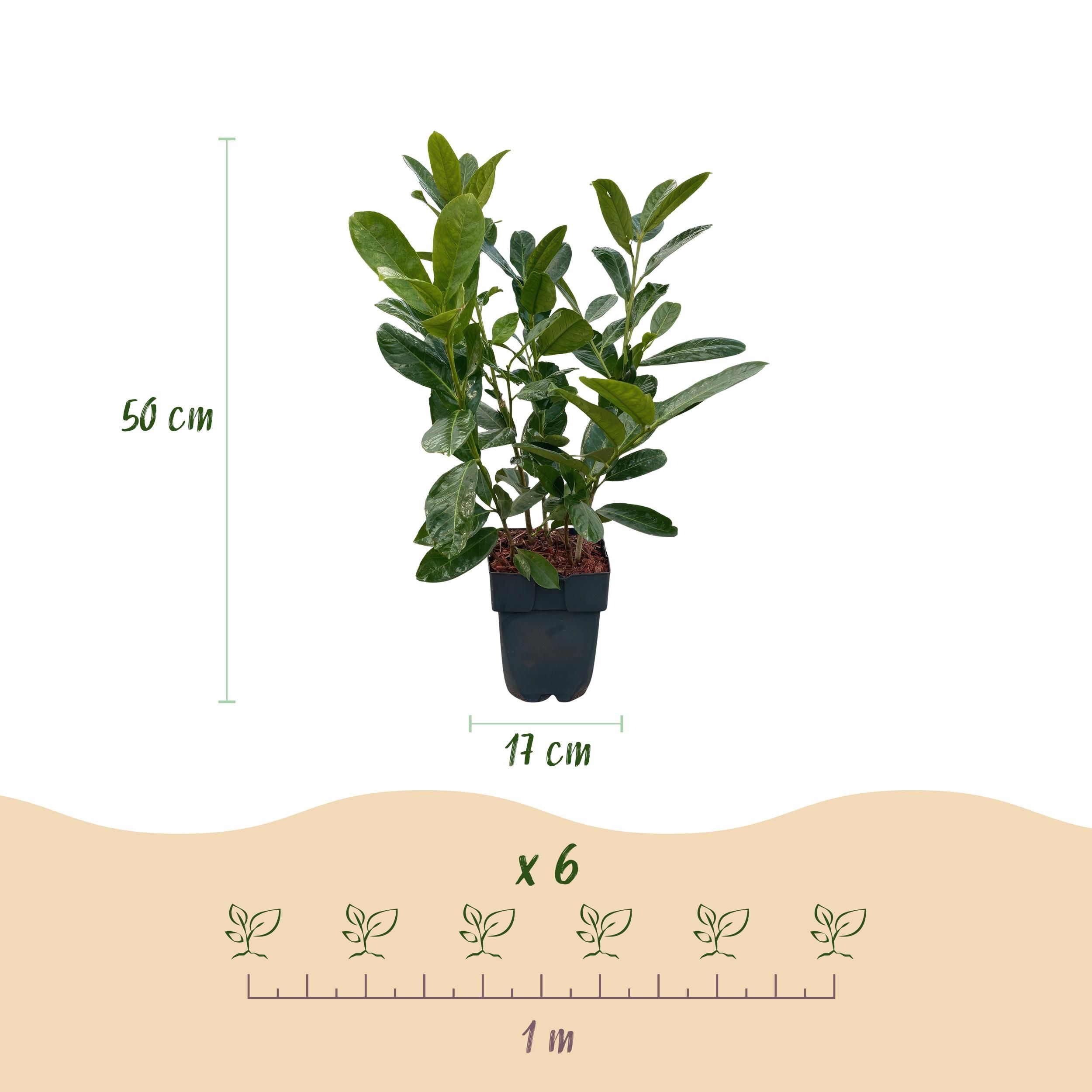 Heckenpflanzen Prunus laurocerasus Rotundifolia – Immergrün – 6 Pflanzen für 1 Meter