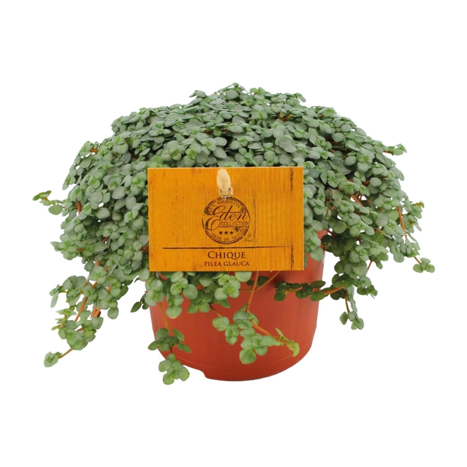 Pilea Glauca - Elegante Aluminium Zimmerpflanze