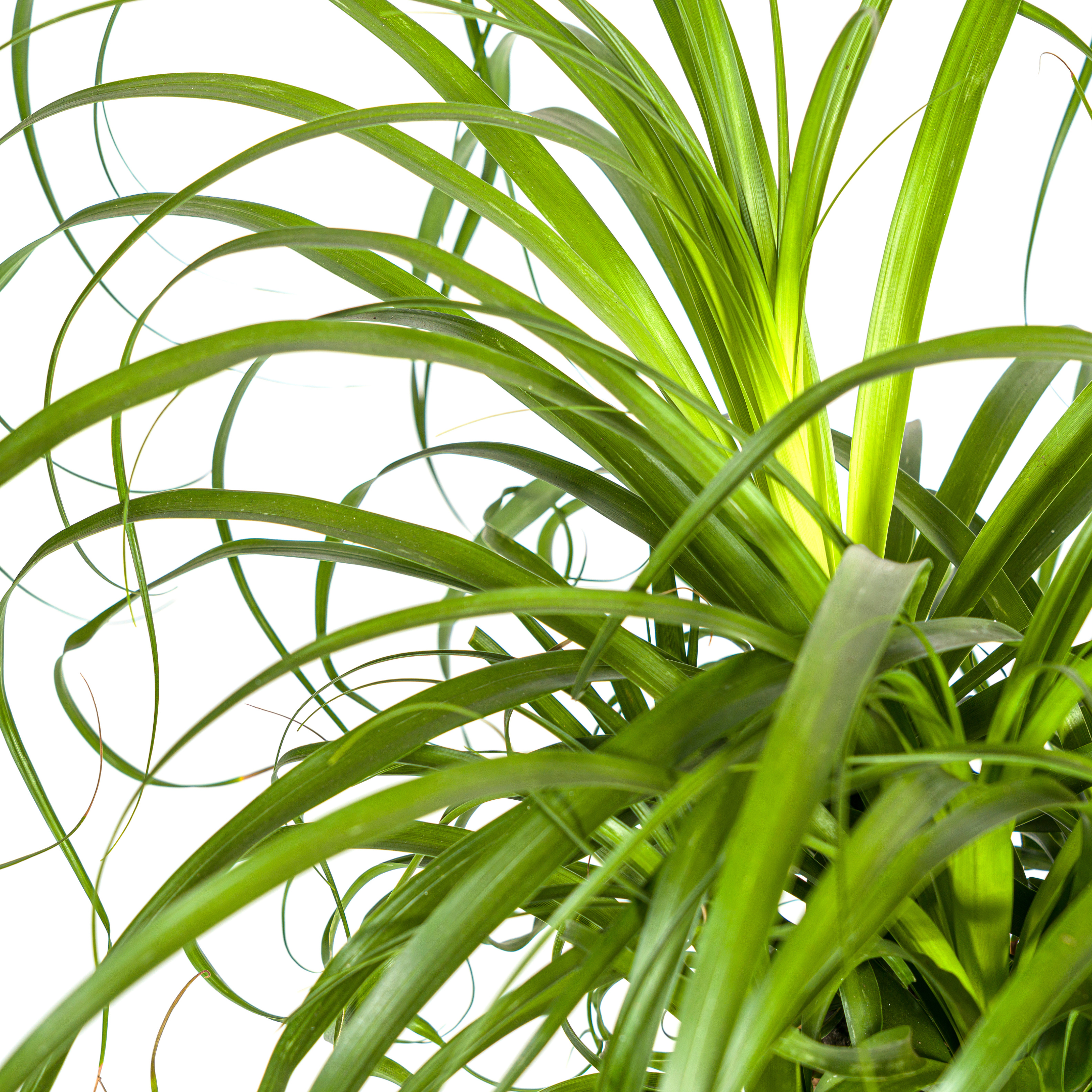 Elefantenfuß Baum - Beaucarnea Recurvata | Starke Pflanze | Ø 24 cm Topf | 80-100 cm Höhe