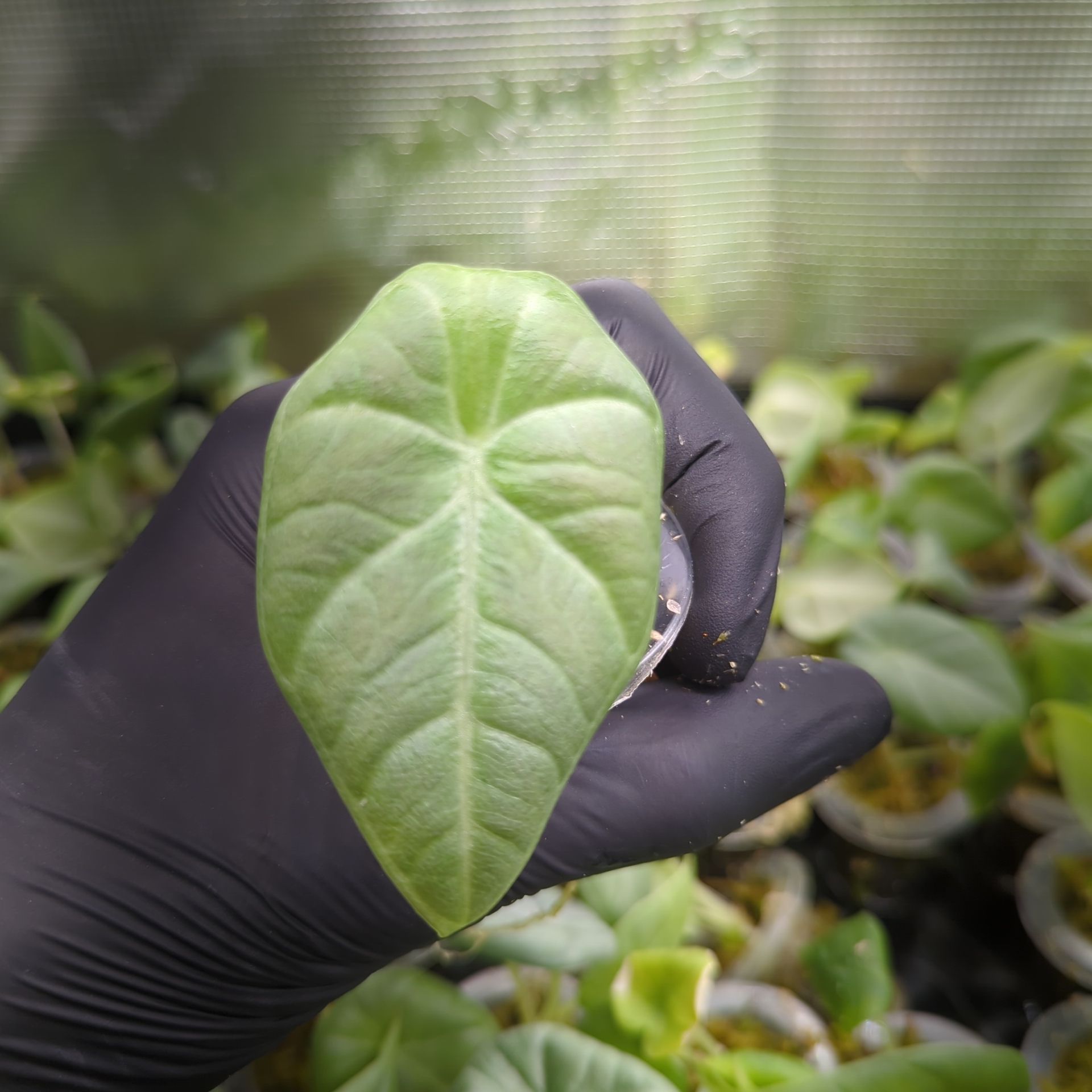 Alocasia maharani + selbstbewässernder Übertopf