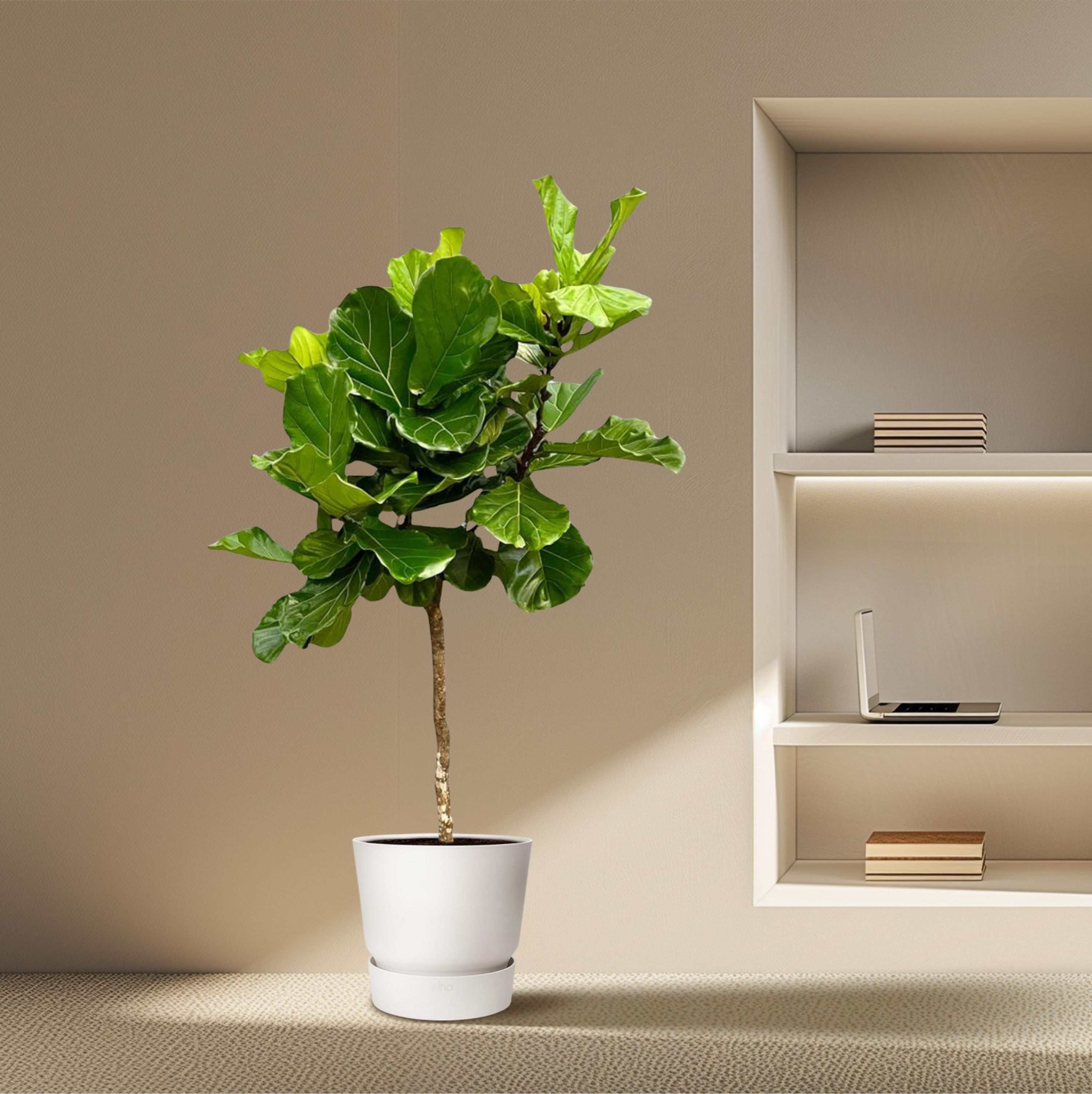 Ficus Lyrata Geigenfeige XXL Baum