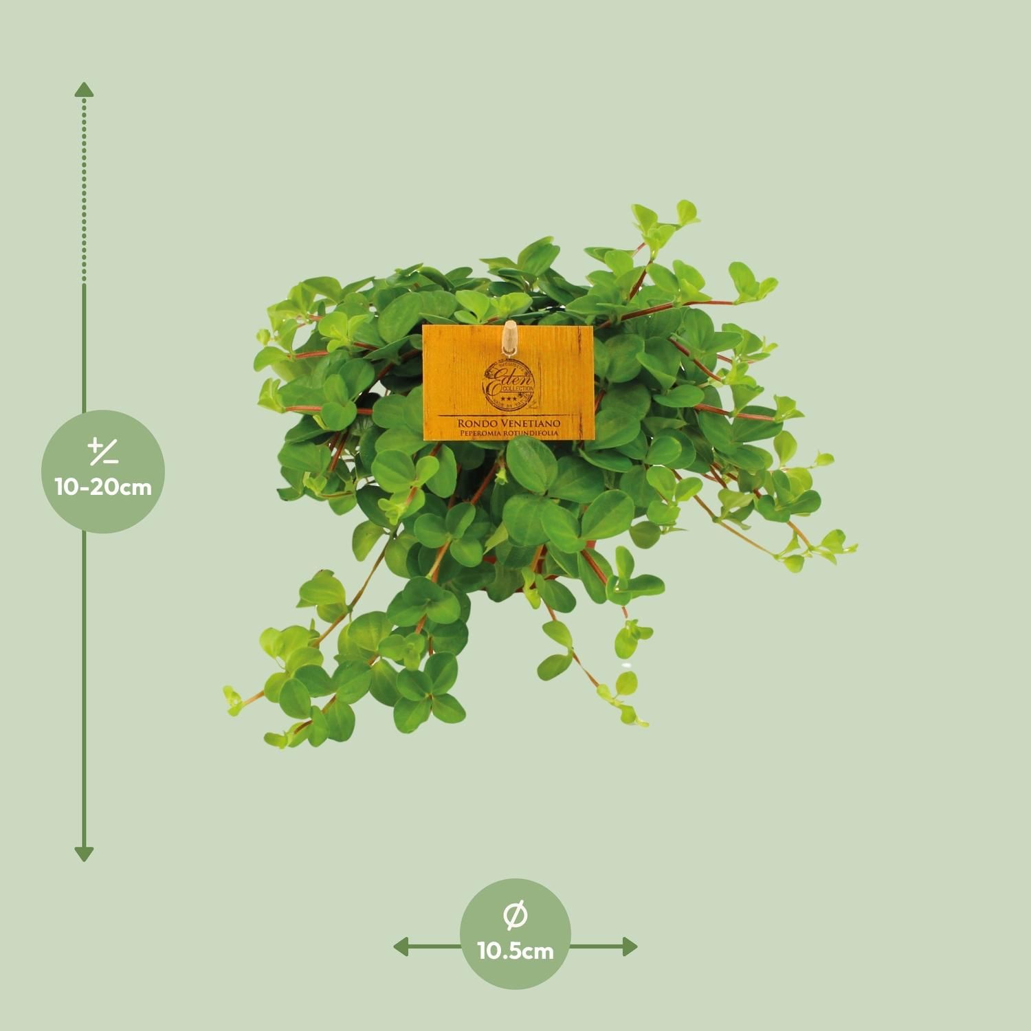 Peperomia Rotundifolia - Kompakte Zimmerpflanze mit glänzenden Blättern