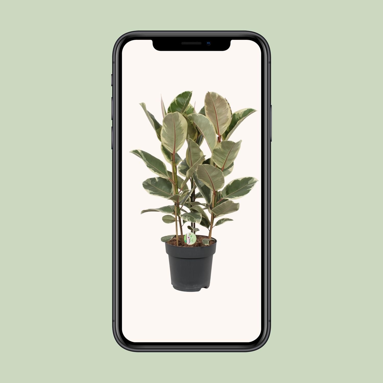 Ficus Tineke Zimmerpflanze