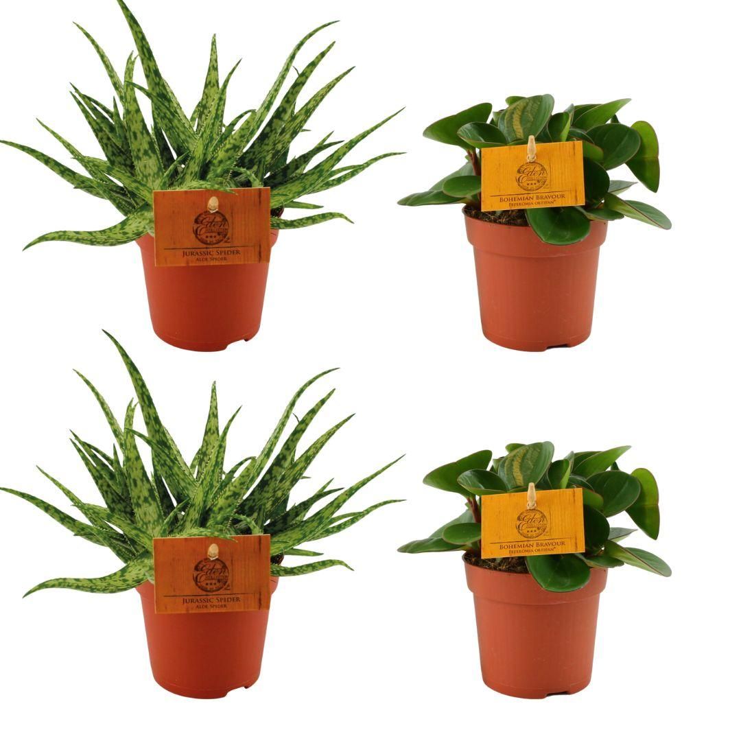 Aloe Spider und Peperomia Obtipan Green Set