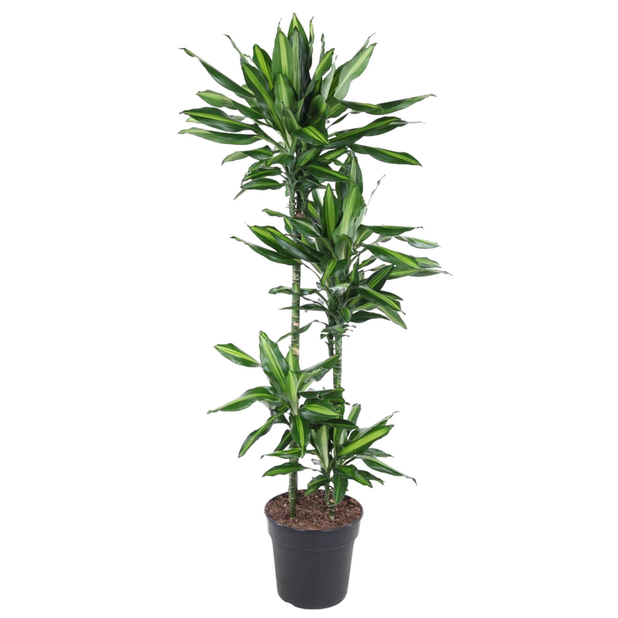 Dracaena Cintho – attraktive Zimmerpflanze