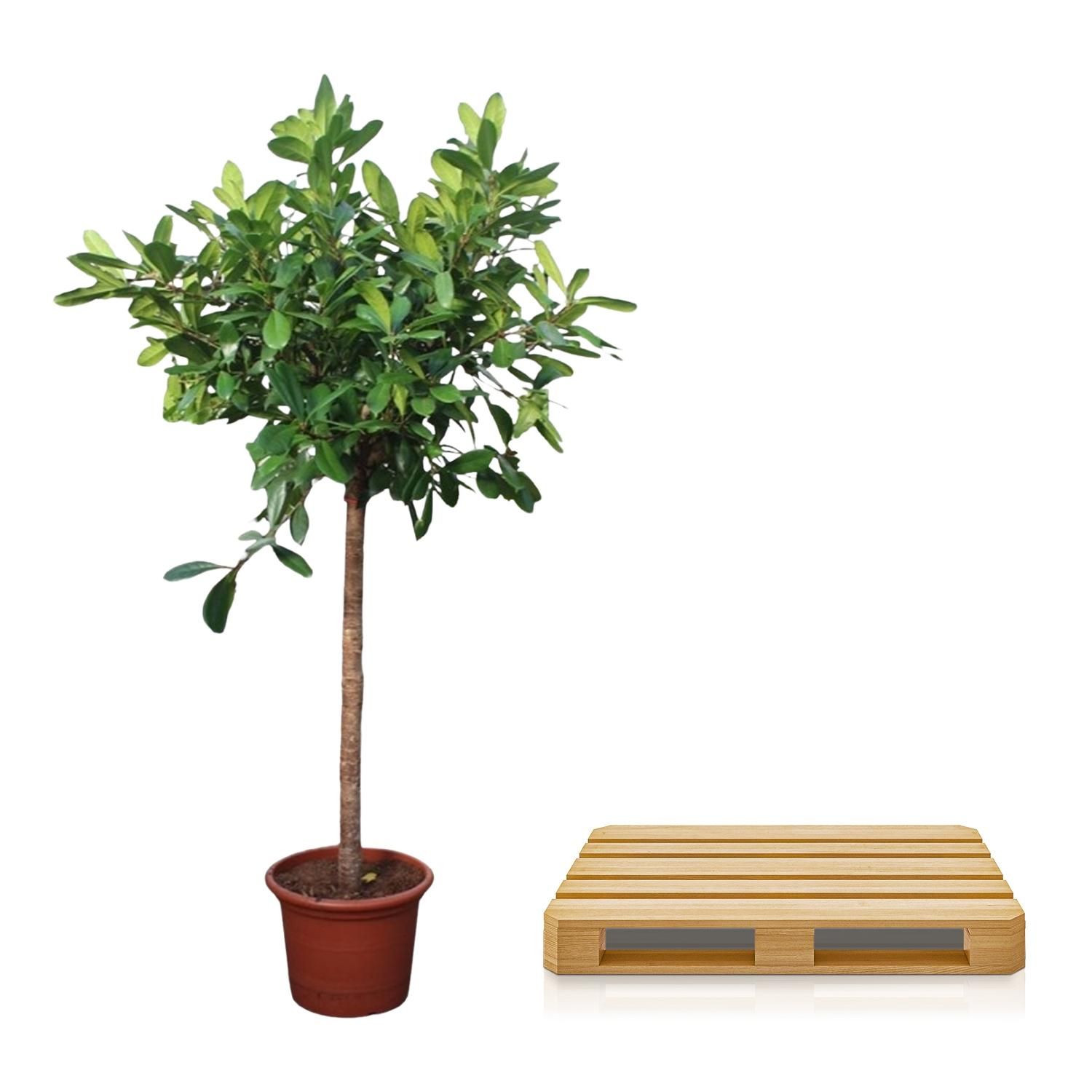 Ficus Cyathistipula Baum