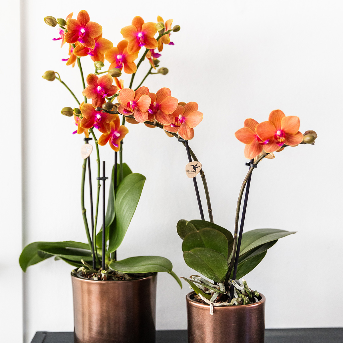 Kombi Angebot | 4 duftende orange Phalaenopsis Orchideen – Ø12cm Topf