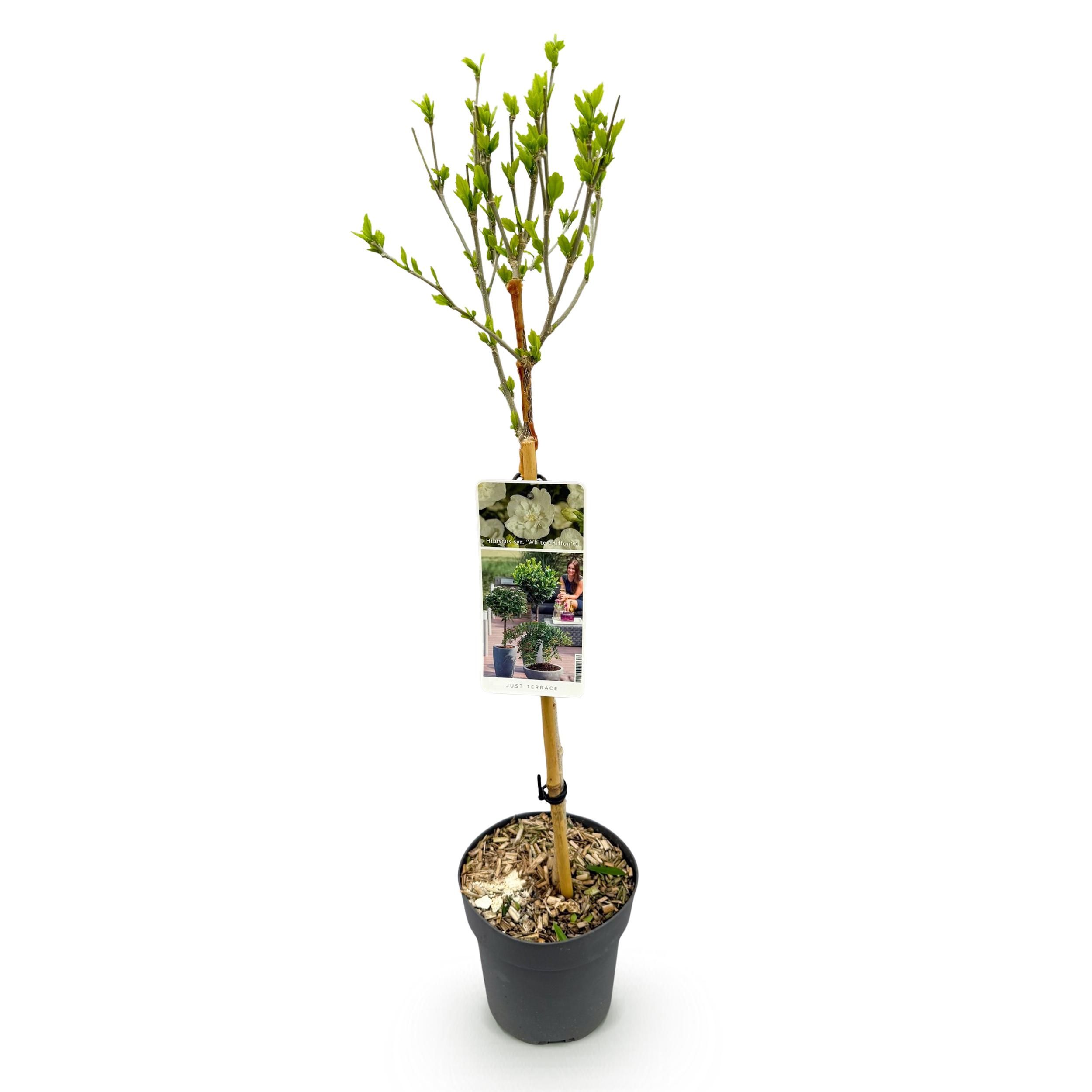 Gartenpflanze Hibiscus syriacus White Chiffon® – Stamm-Pflanze – Wenig Pflege | Topf 19cm Höhe 90cm