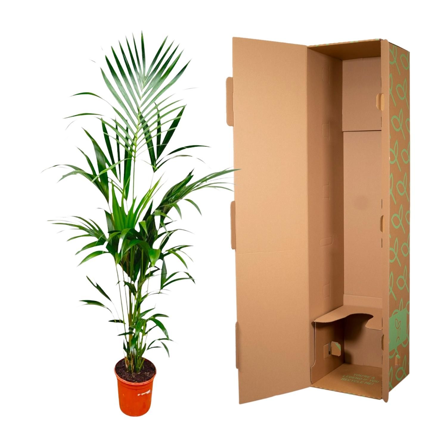 Kentia Palme elegant und tropisch