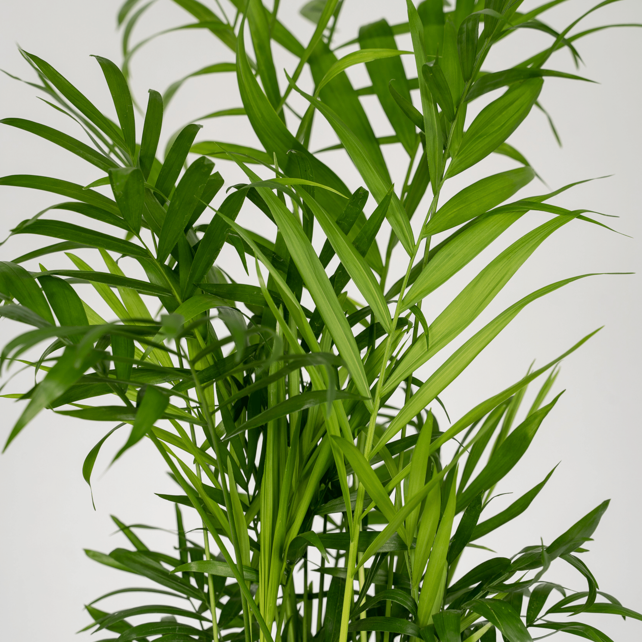 Chamaedorea Elegans - Elegante Mexikanische Bergpalme