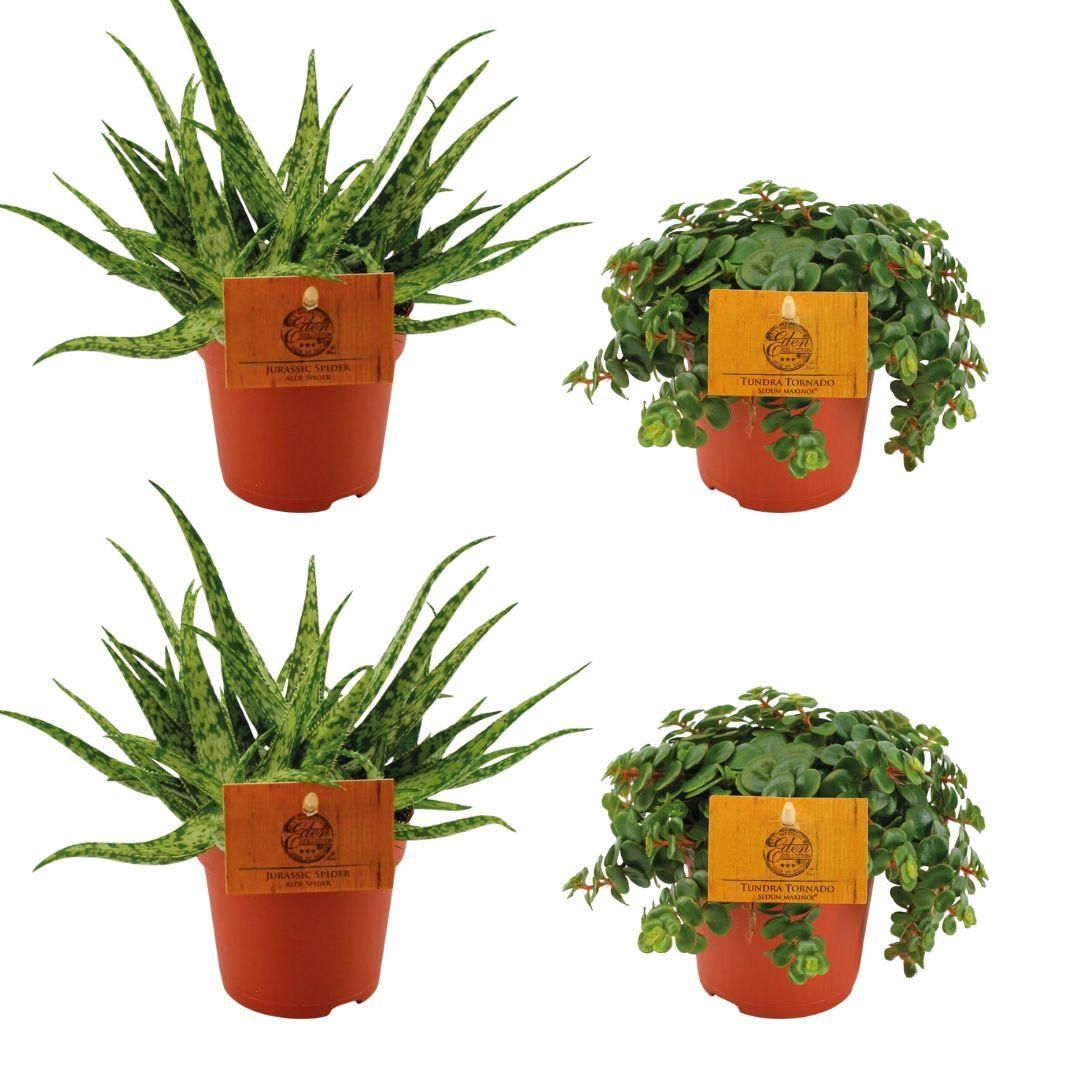 Aloe Spider und Sedum Tornado Sukkulenten-Set