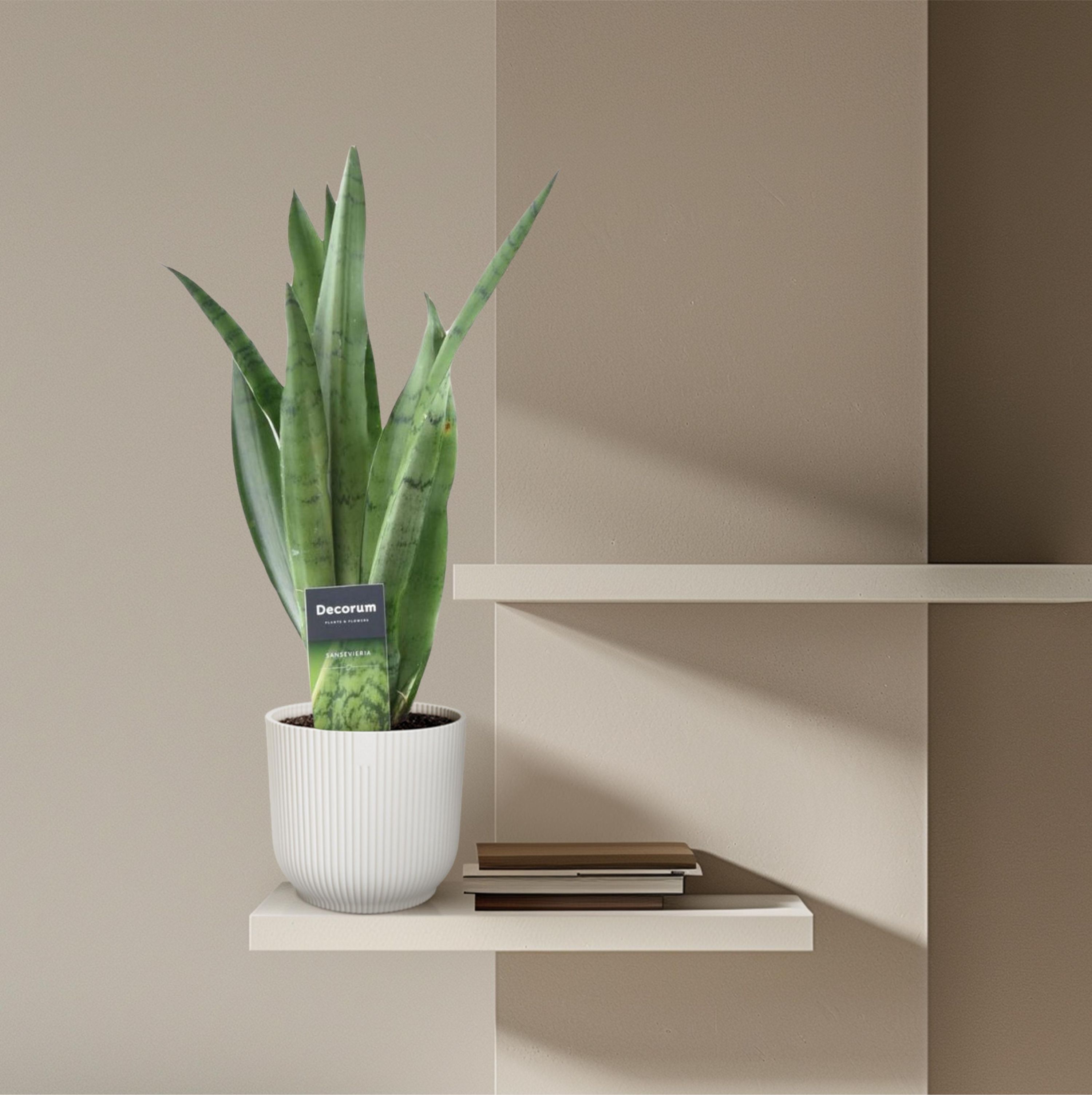 Sansevieria Spearmint Bogenhanf Grünpflanze