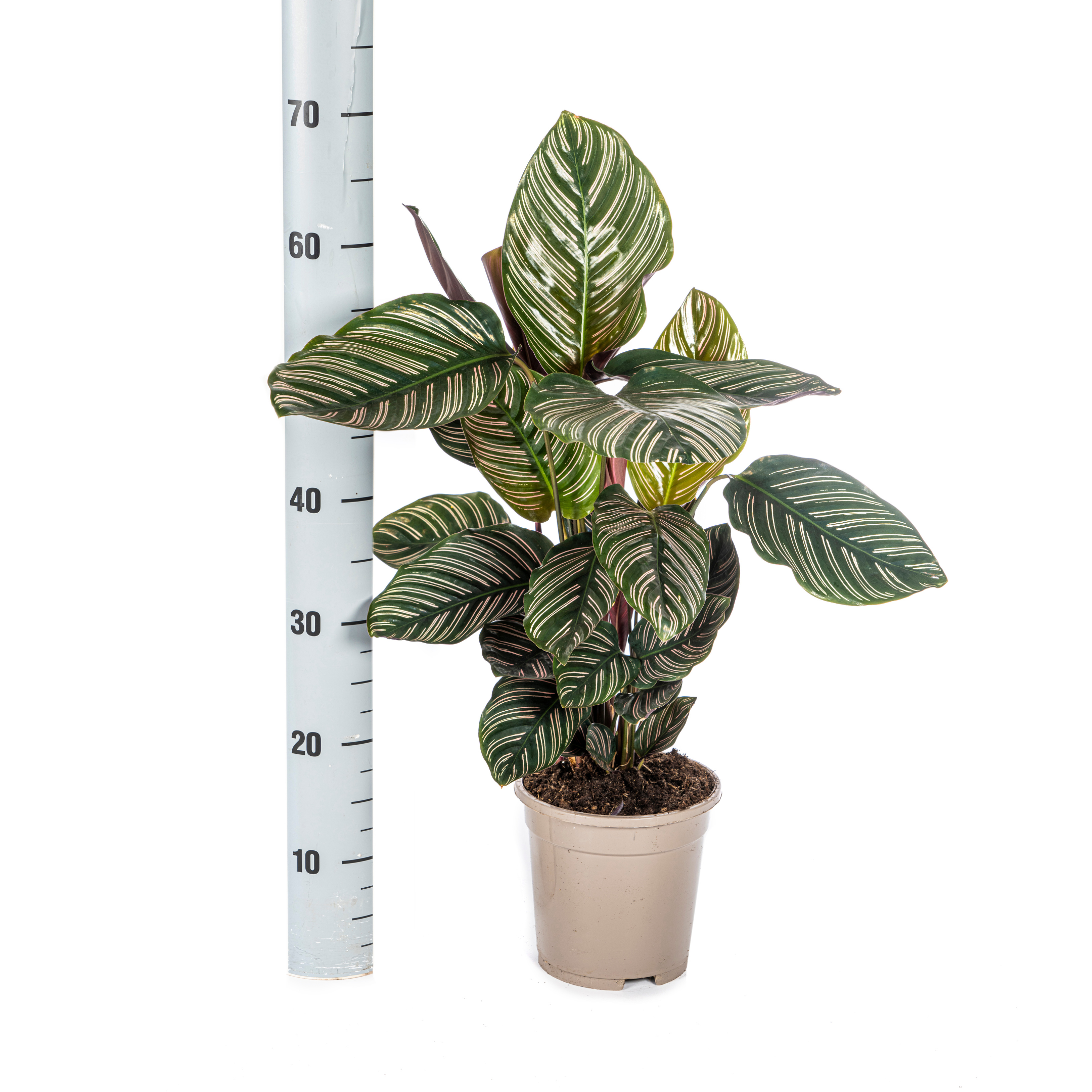 Calathea Ornata Sanderiana Ø17cm | 40-50cm Höhe | Dekorative Blätter