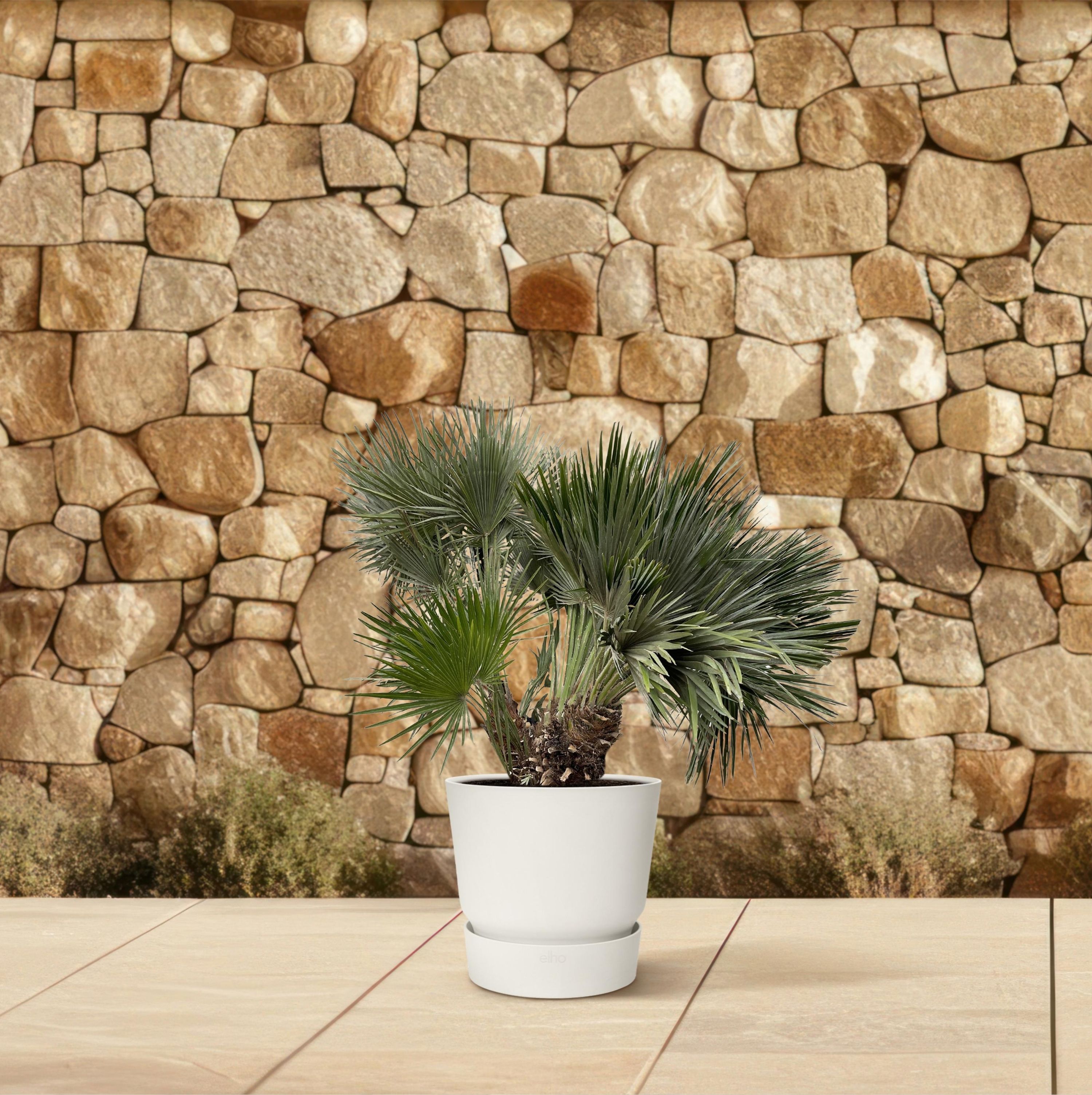 Chamaerops Humilis Zwergpalme