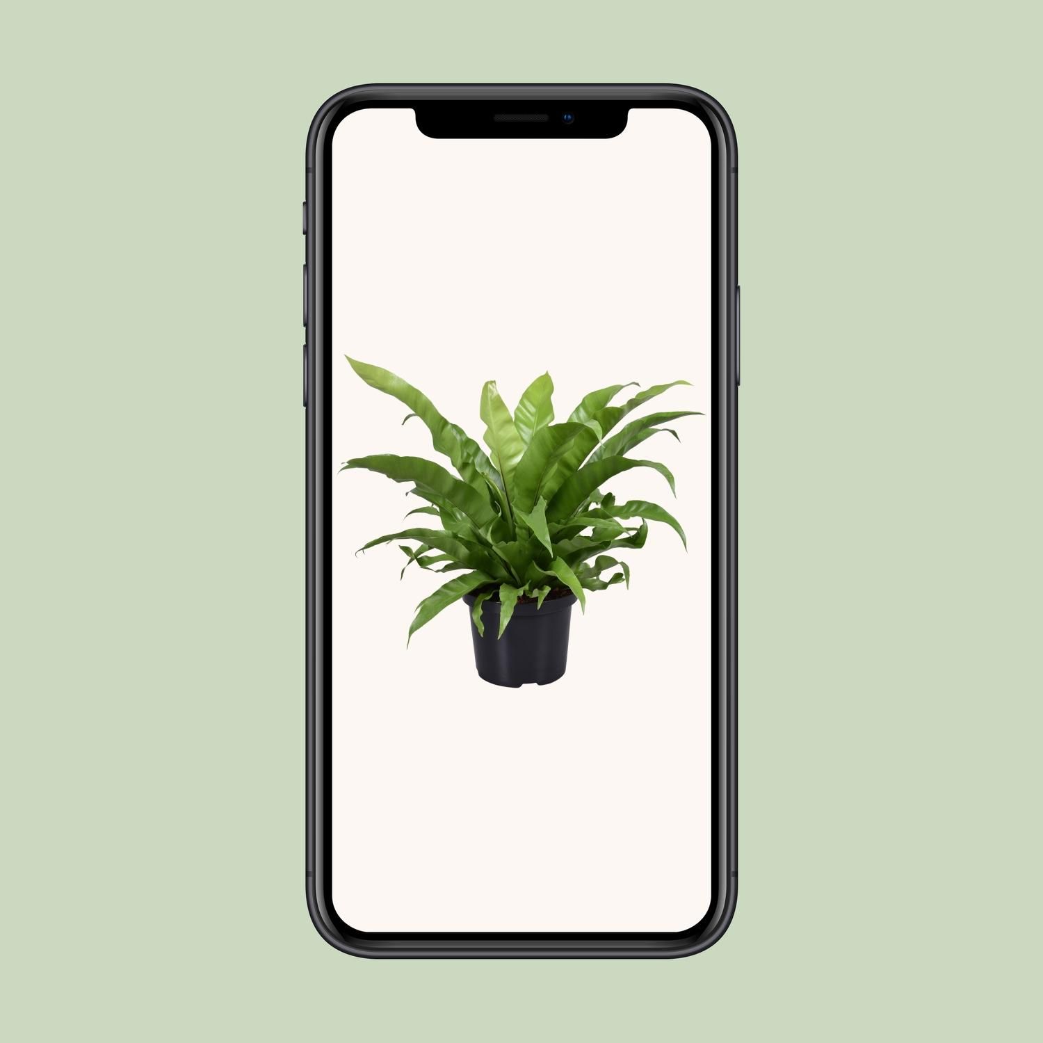 Eleganter Asplenium Antiquum Zimmerfarn