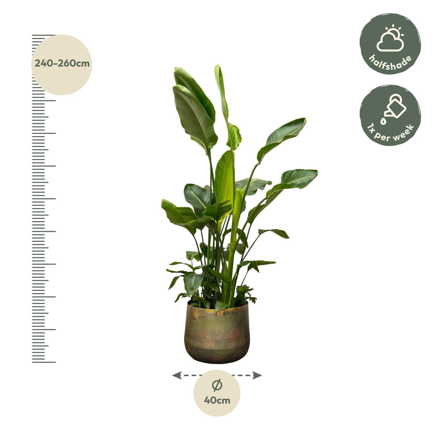 Strelitzia Nicolai - Weiße Paradiesvogelpflanze XXL