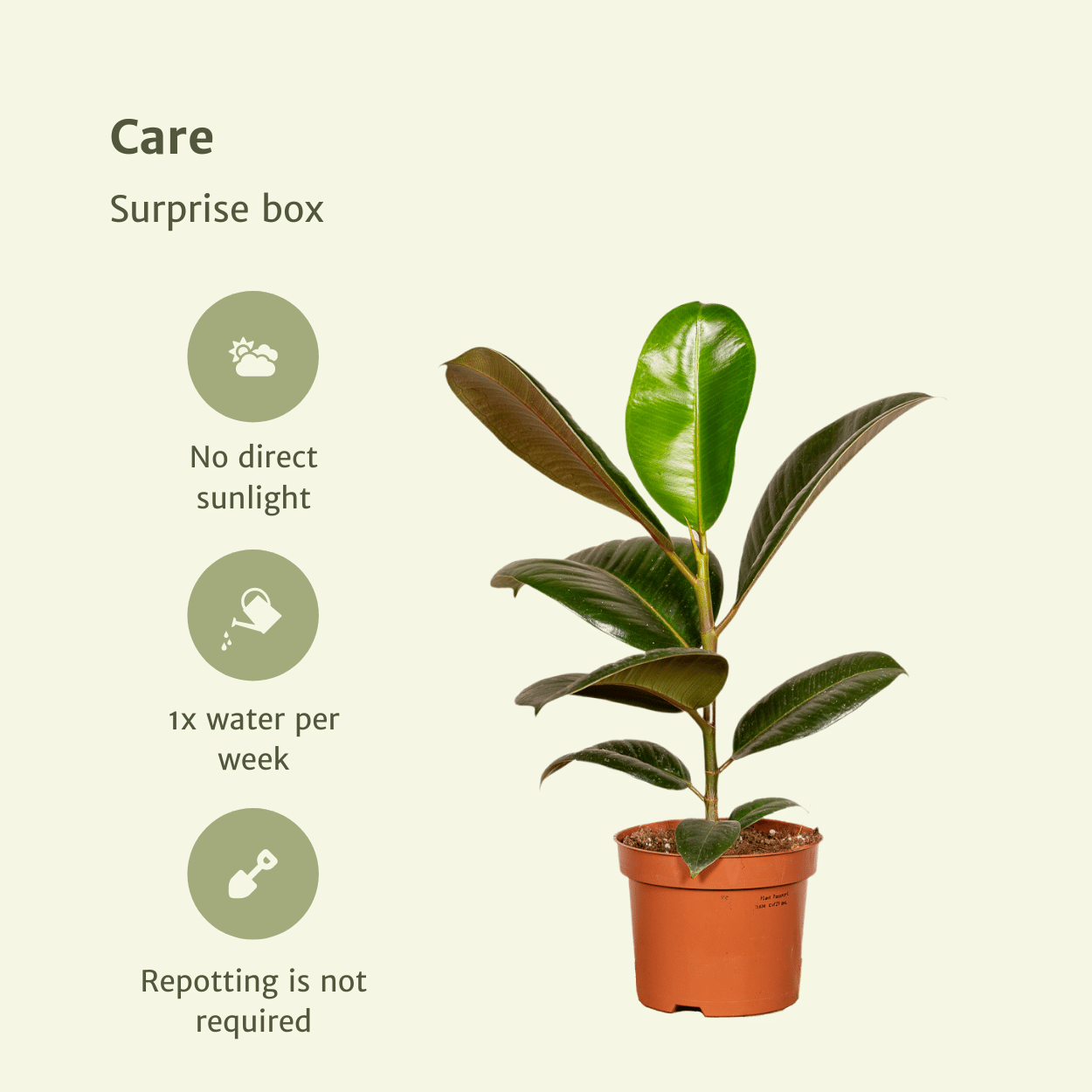 Vielfältige Zimmerpflanzen Überraschungsbox